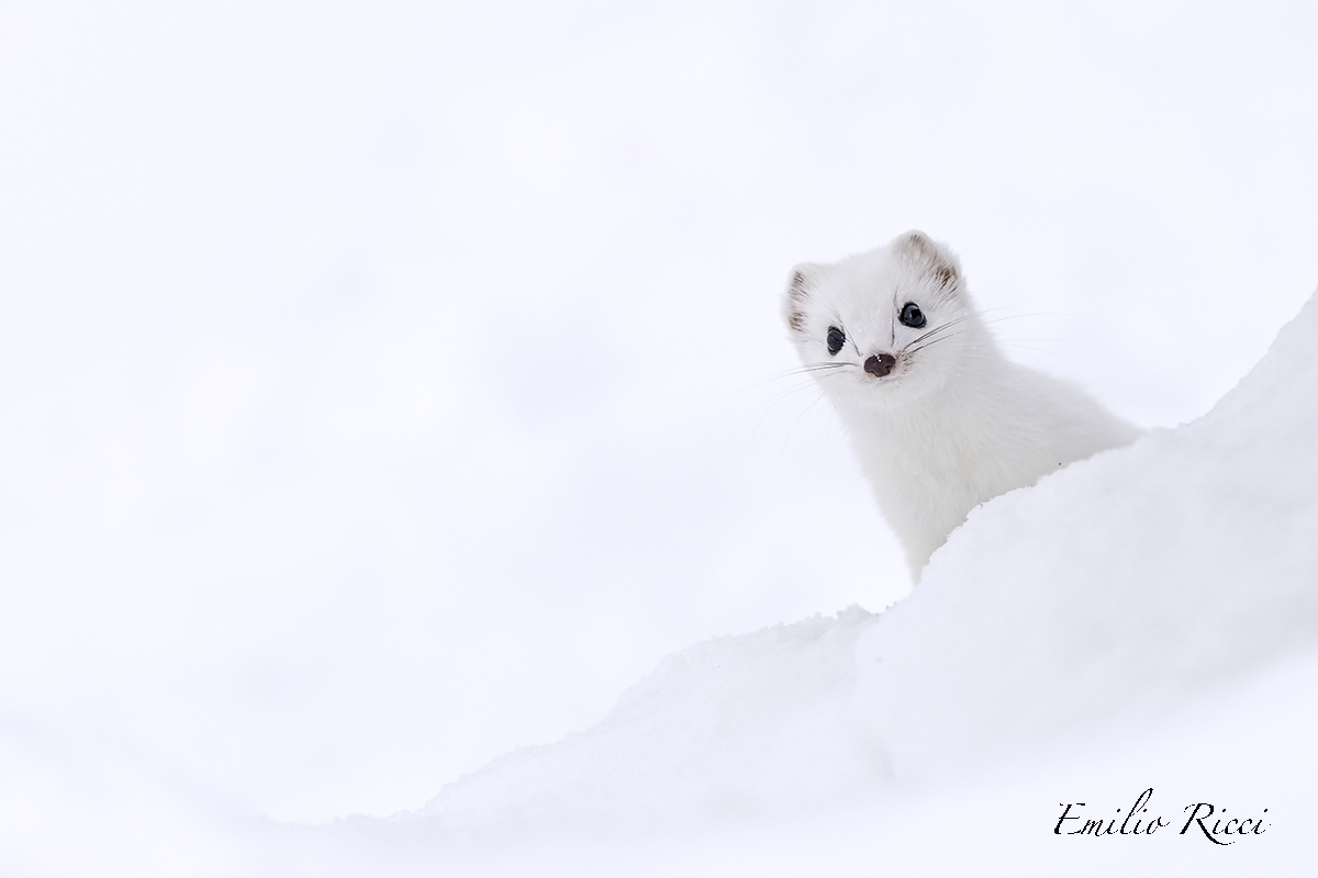Ermine