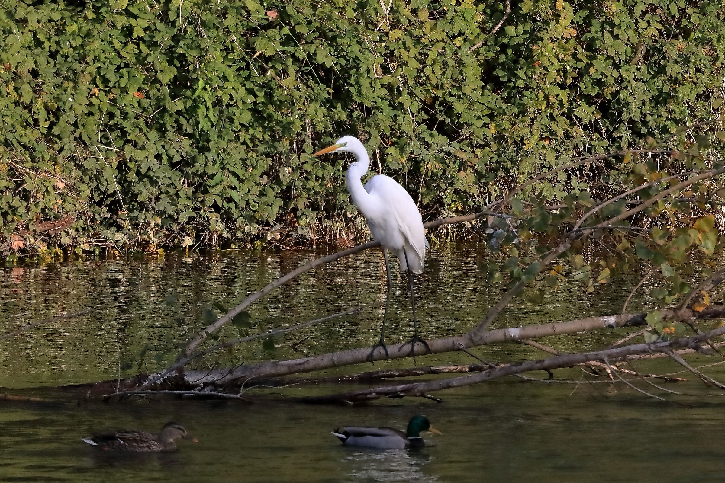 Airone BM 10-11-2022