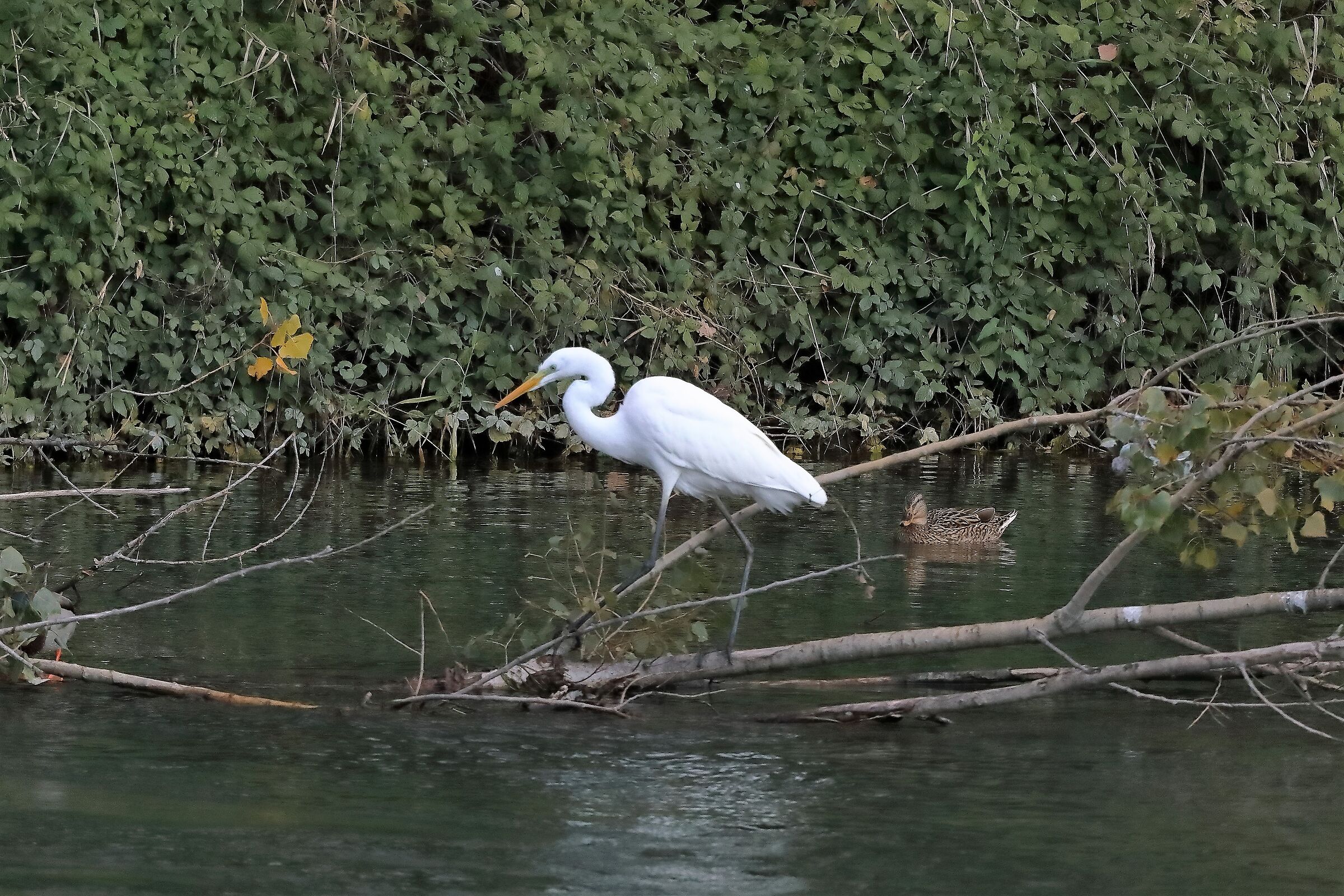 Airone BM 10-11-2022