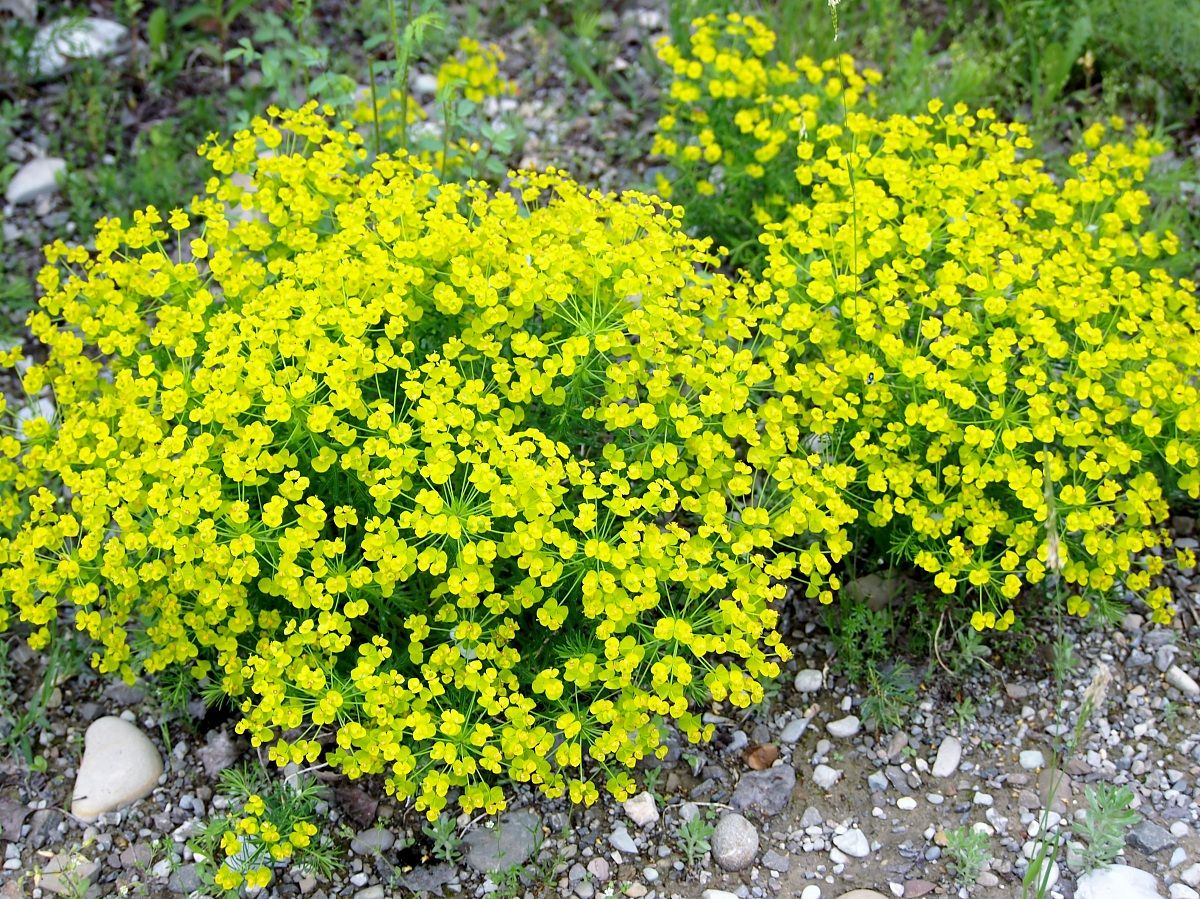 Oasis Cronovilla Traversetolo