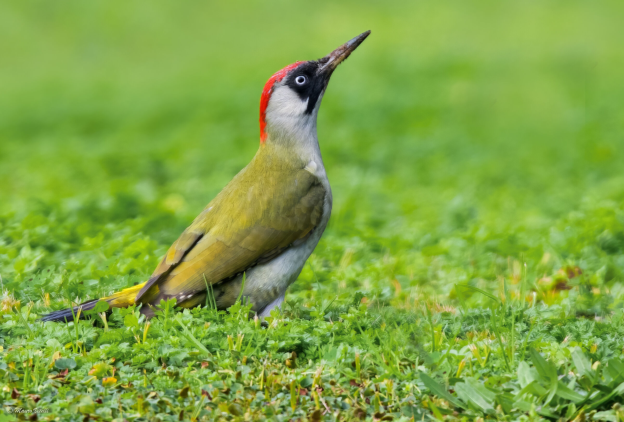 Green woodpecker (Picus virdis) female