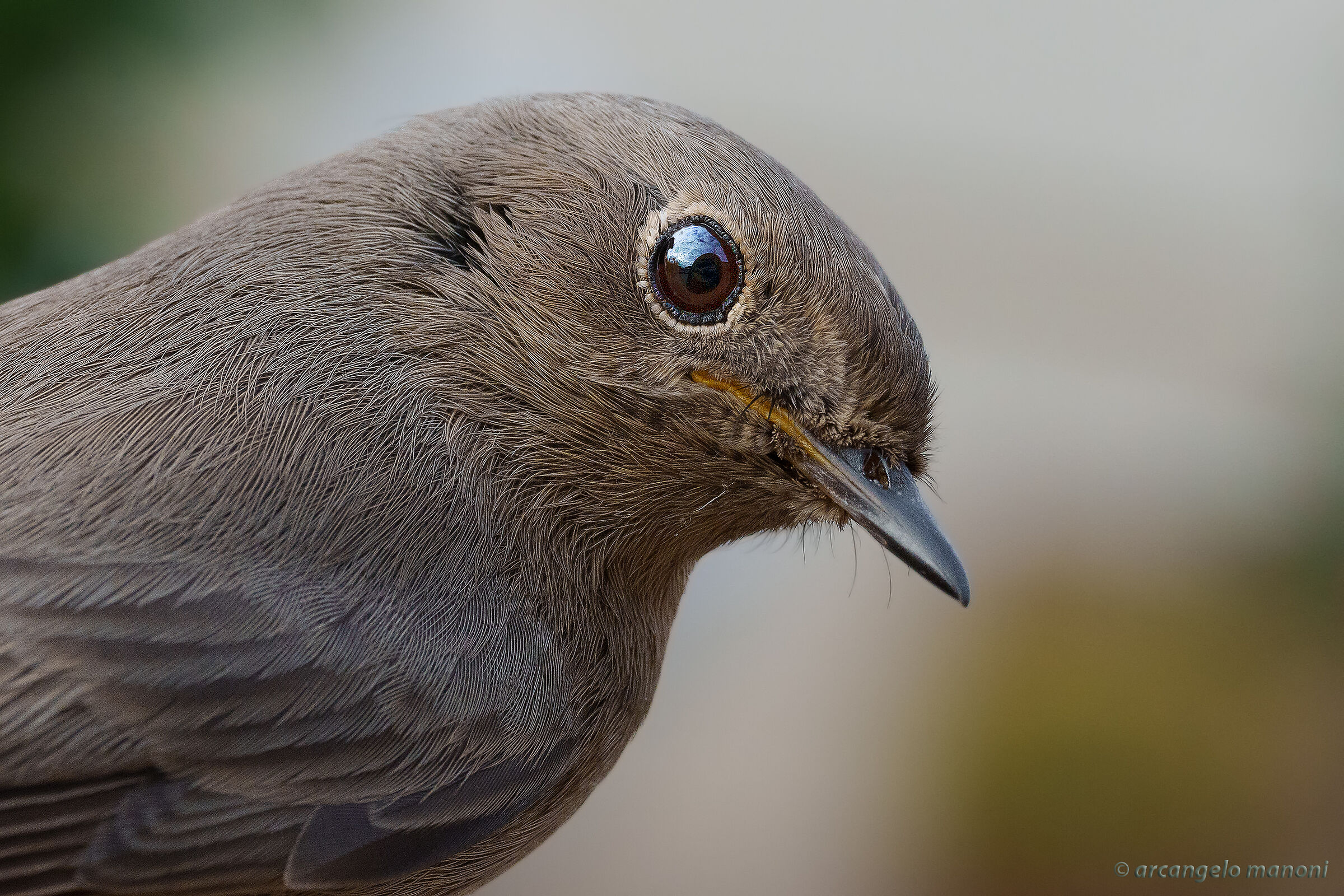 A redstart macro