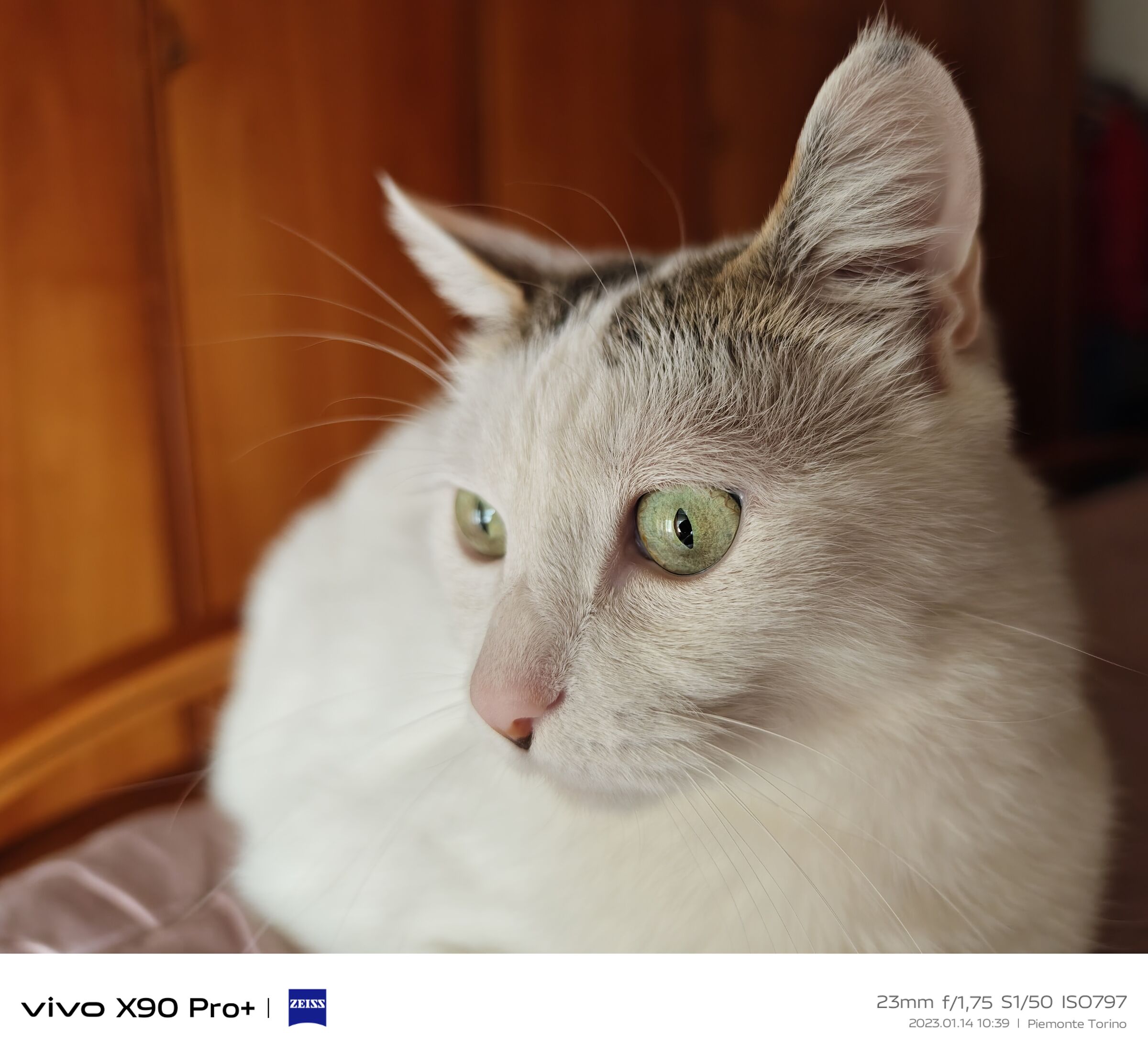 Gattone e Vivo x90 pro plus