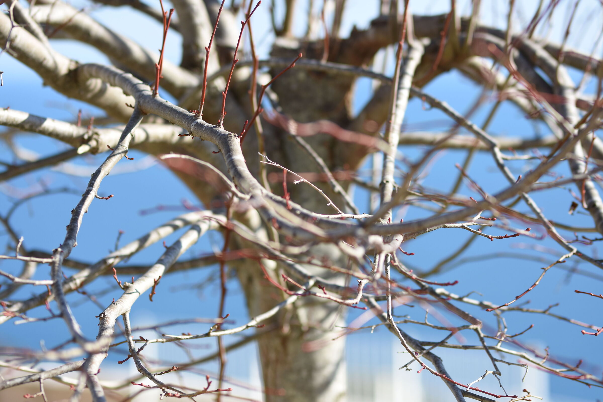 " F. 1.7 ", 1/ 4.0 0 0, ISO 125- Sigma 85, 1.4 Art
