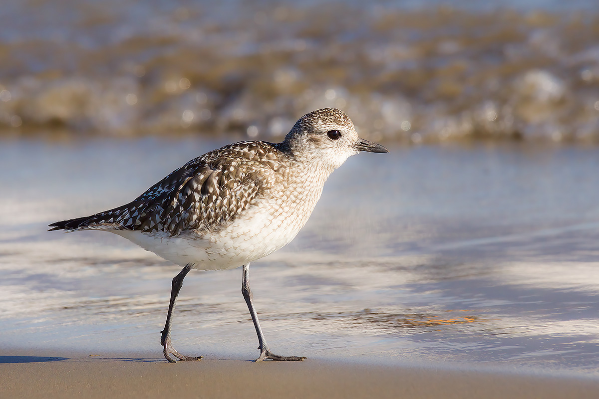 Grey plover