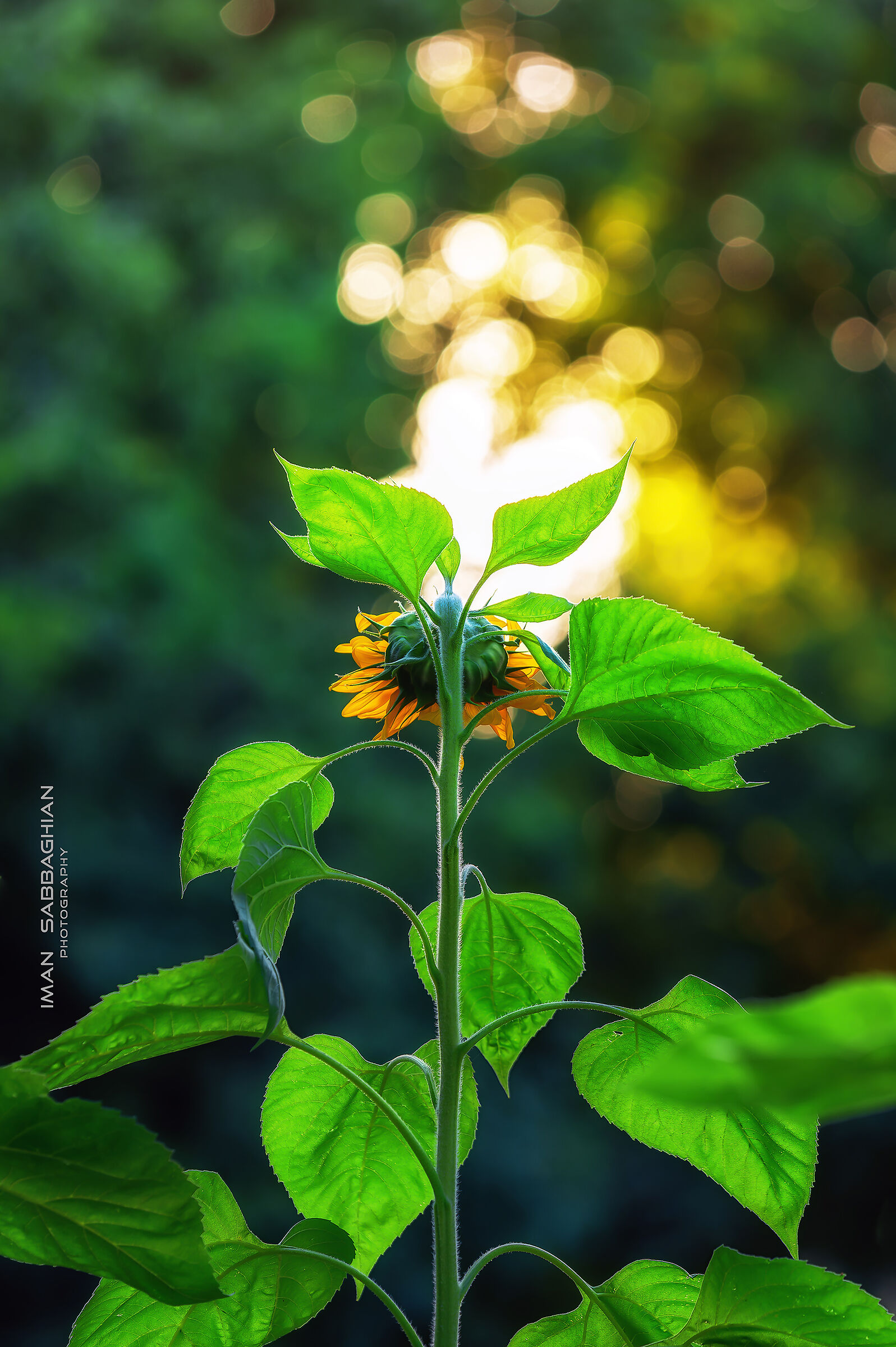 bokeh