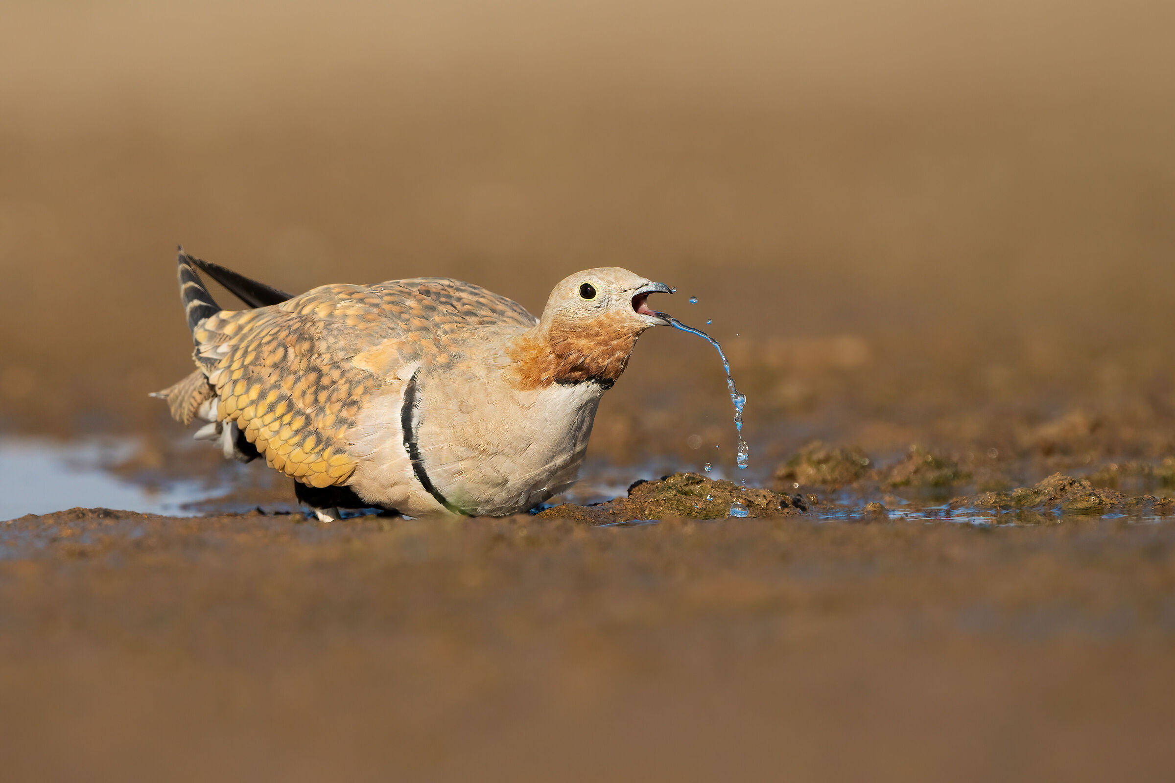 Sandgrouse dal ventre nero