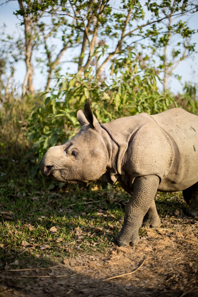 La nuova mascotte del Chitwan National Park