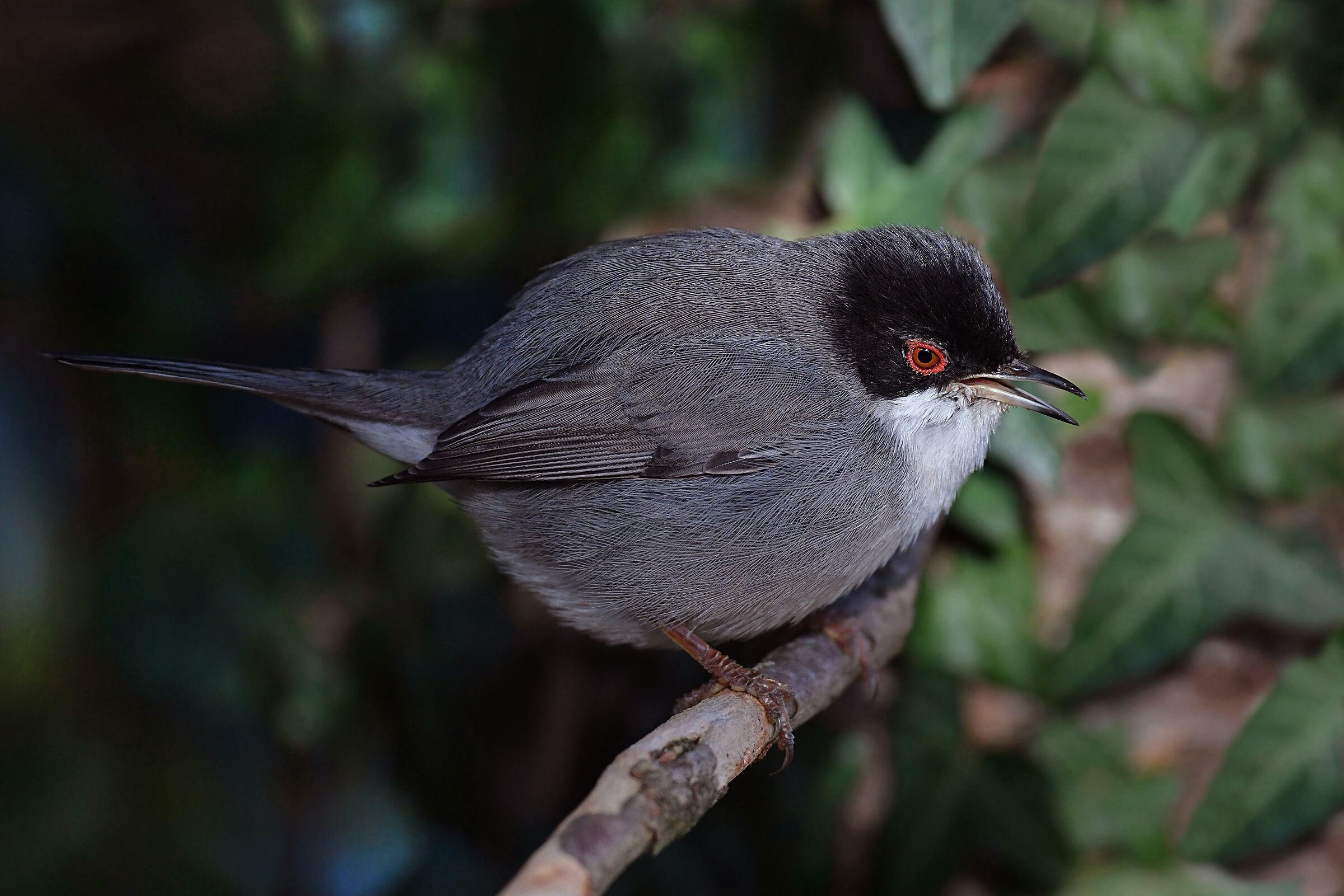 Storie di piume 2  ( Occhiocotto M. )