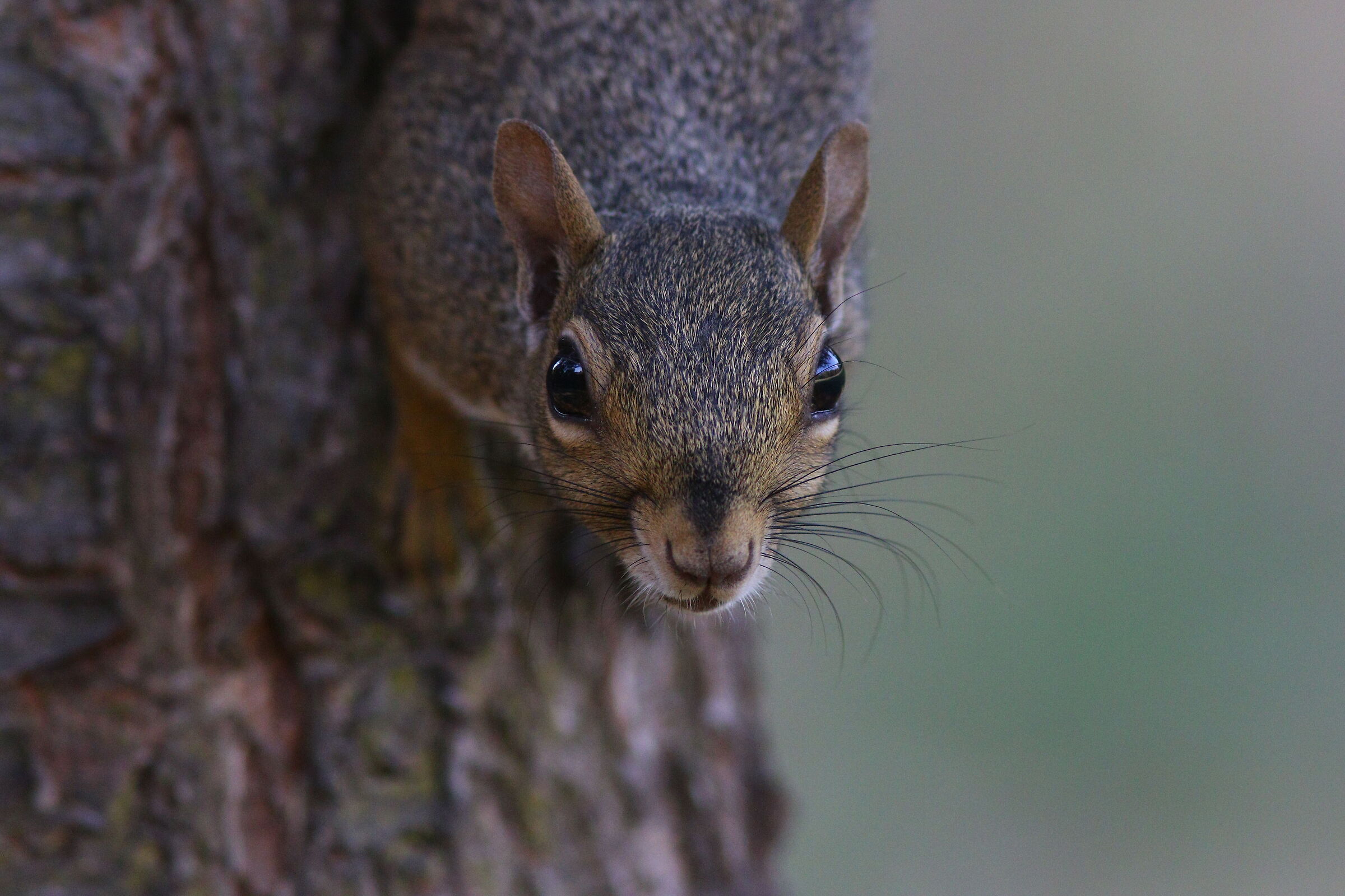 Scoiattolo grigio nordamericano
