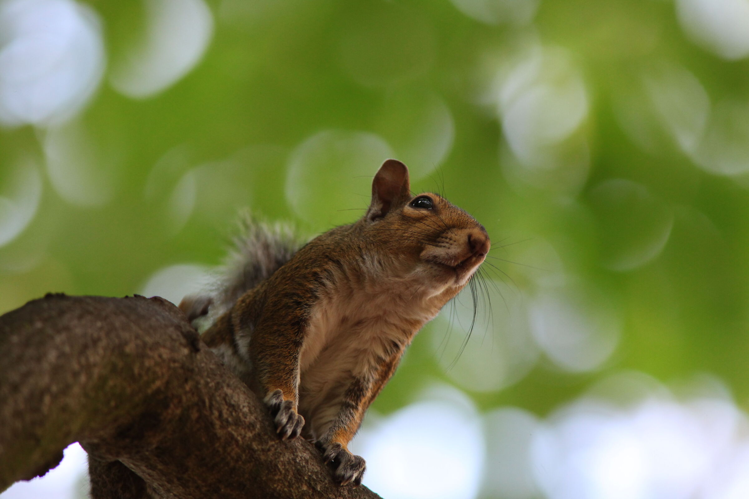 Scoiattolo grigio nordamericano