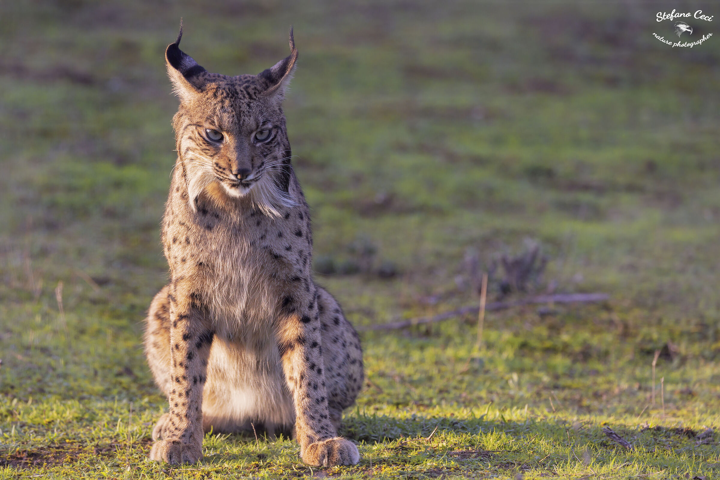 Lince Iberica maschio