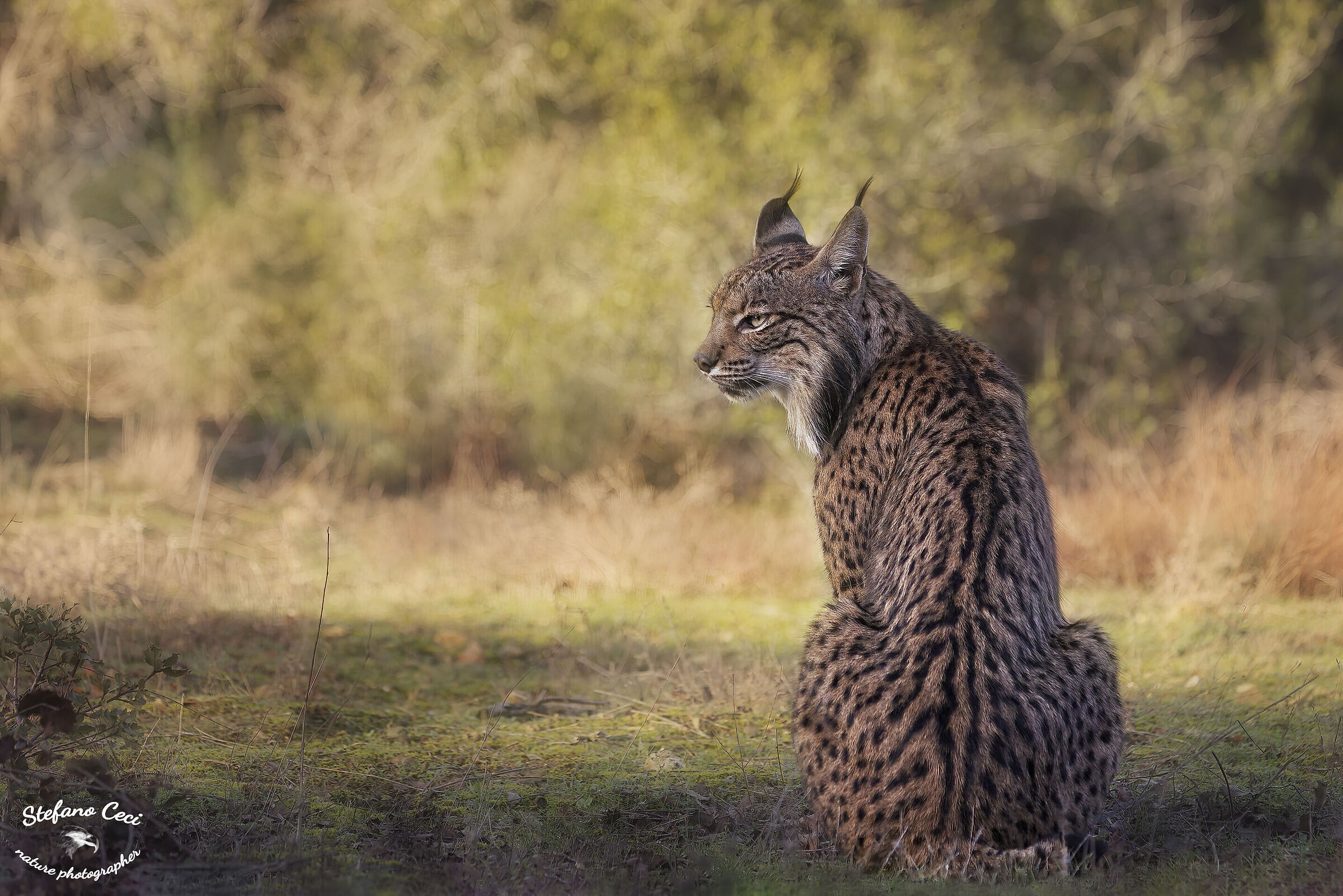 Lince Iberica femmina