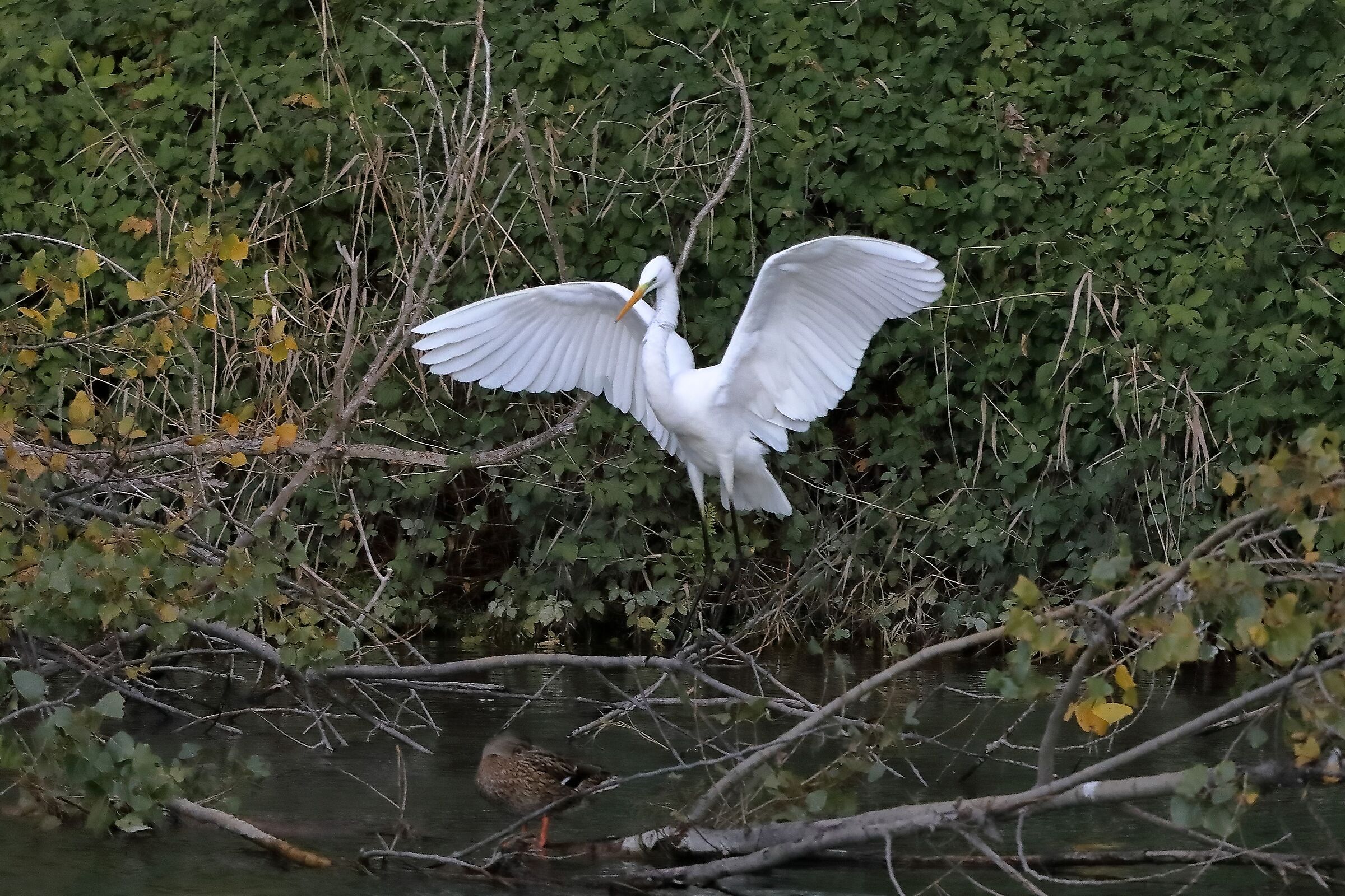 Airone BM 10-11-2022