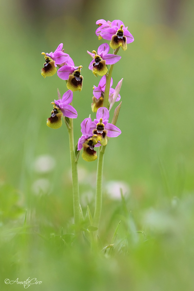 Ophrys tenthredinifera