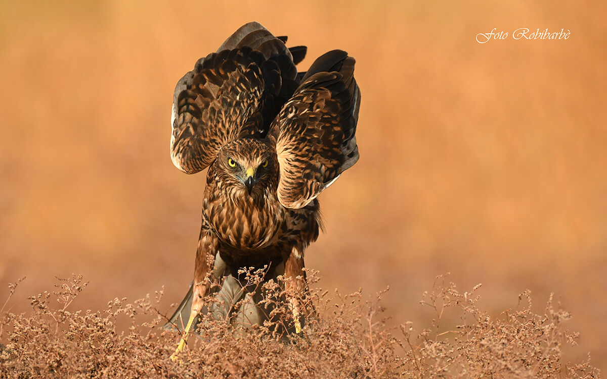 Lo sguardo rapace...