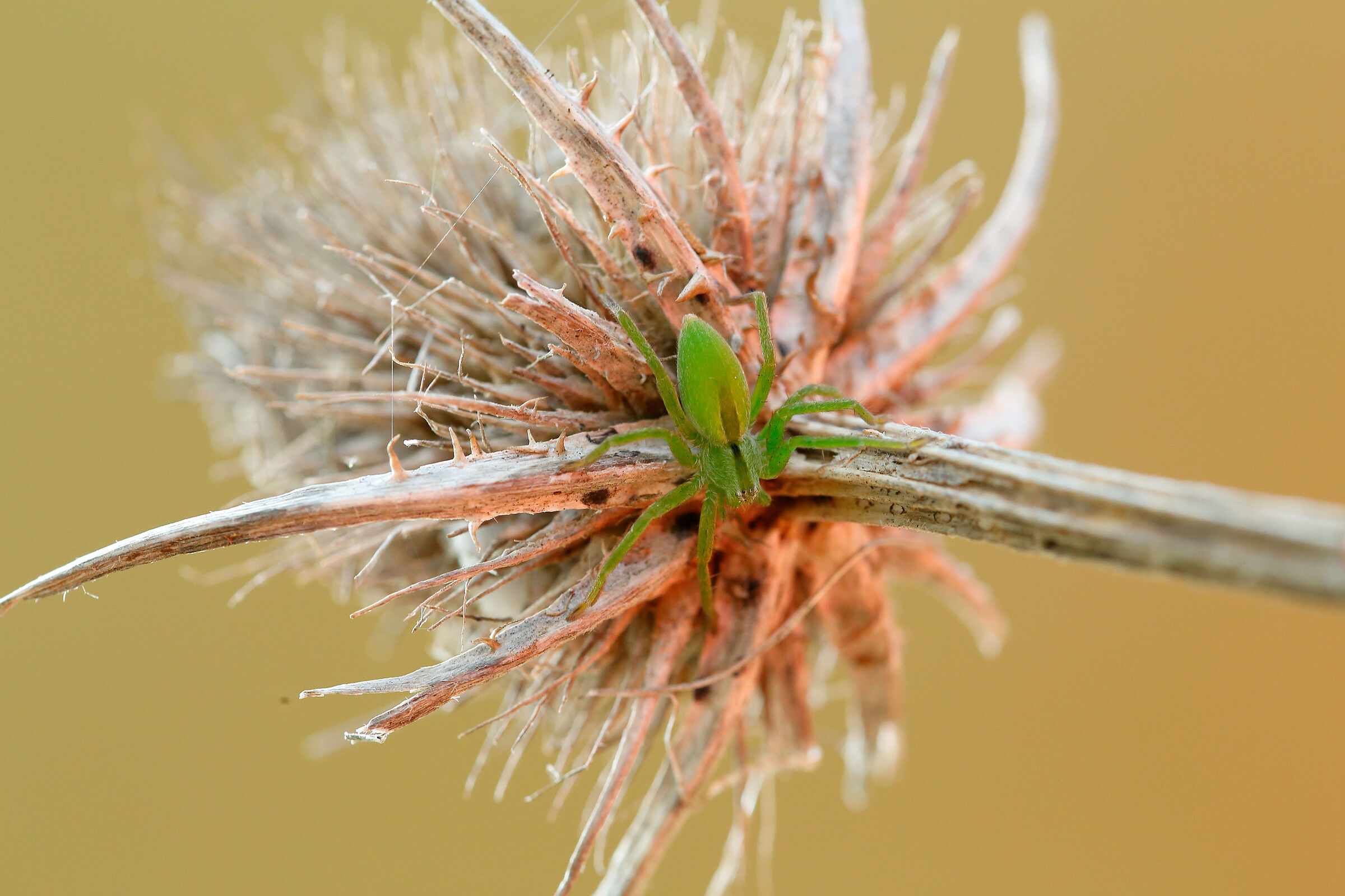 IL Ragno Green