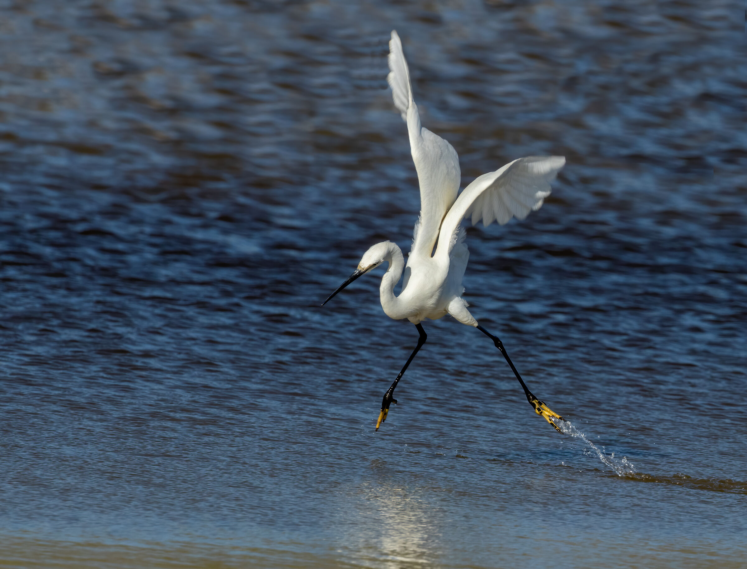 Egret hunting (2023)