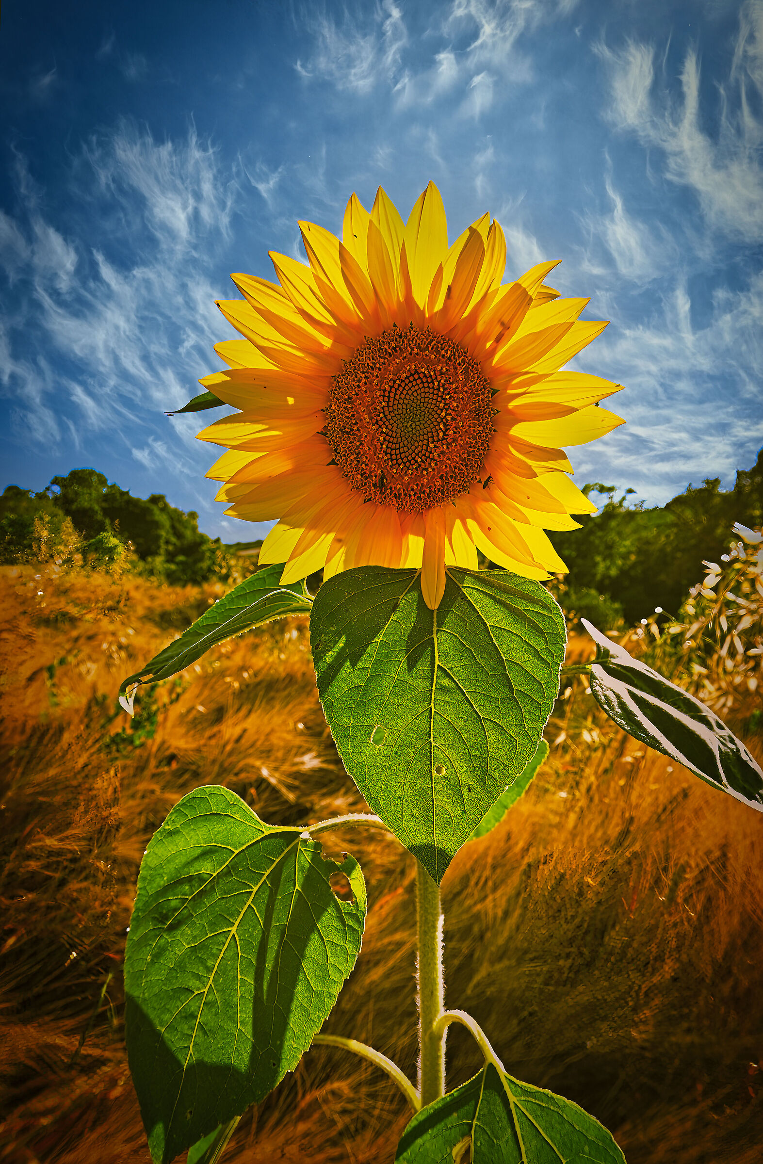 Sunflower backlight