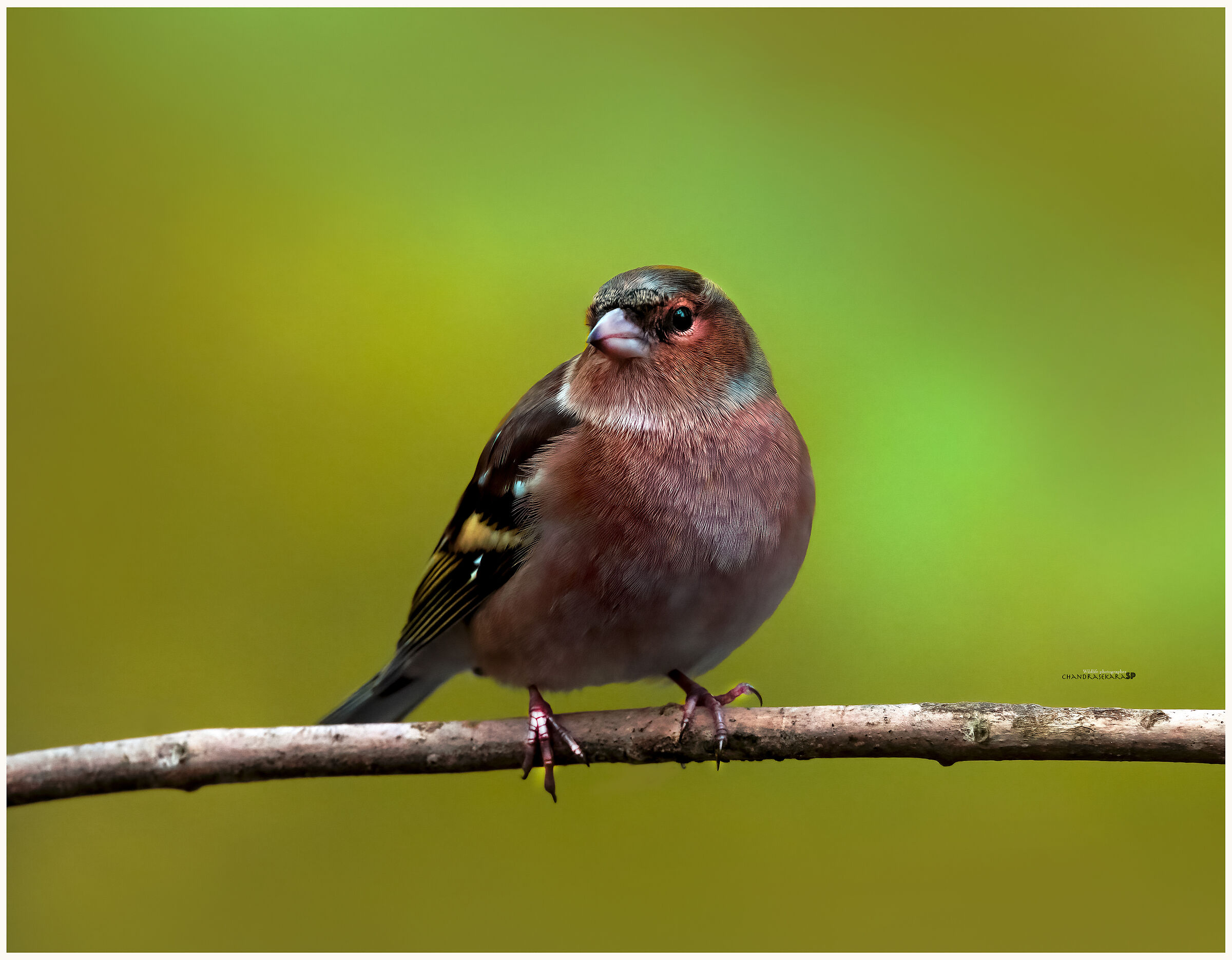 chaffinch