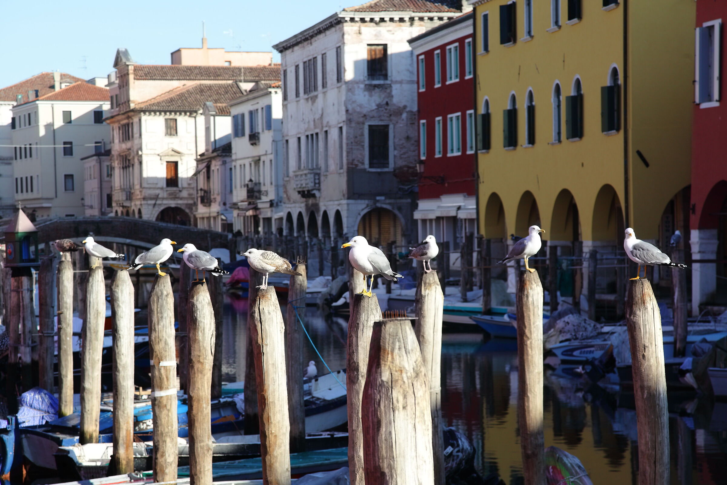 Chioggia, mercato del pesce
