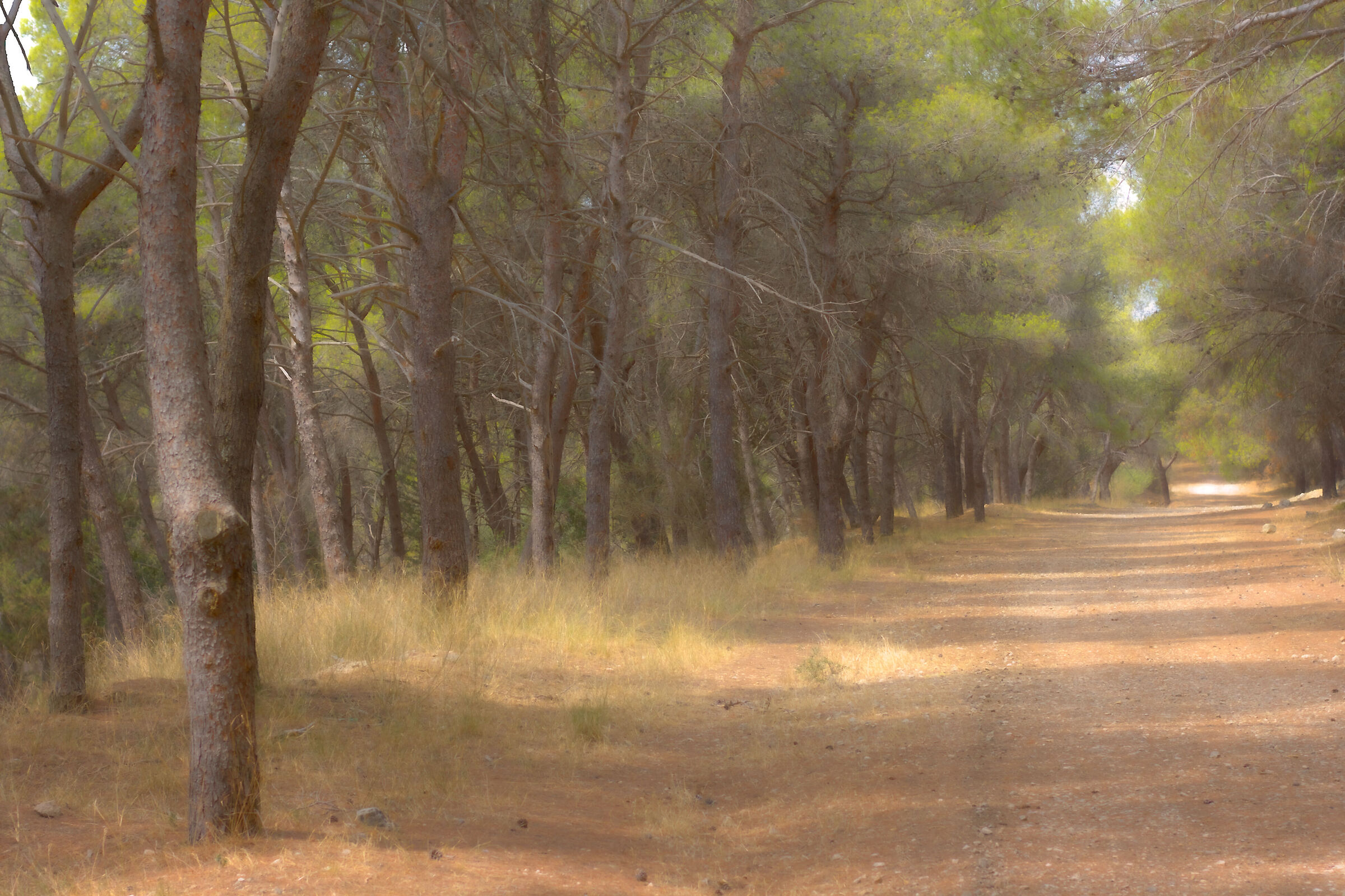 Wandering in the woods