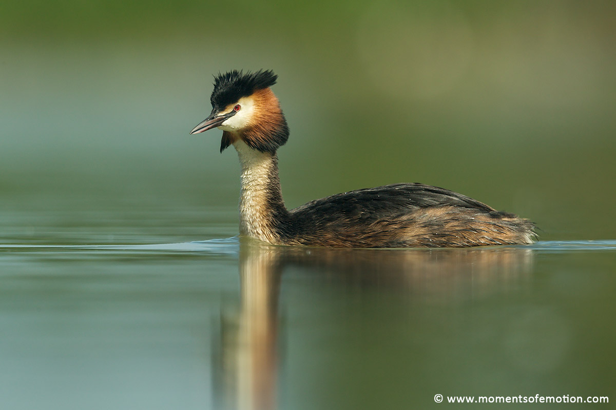 Grebe