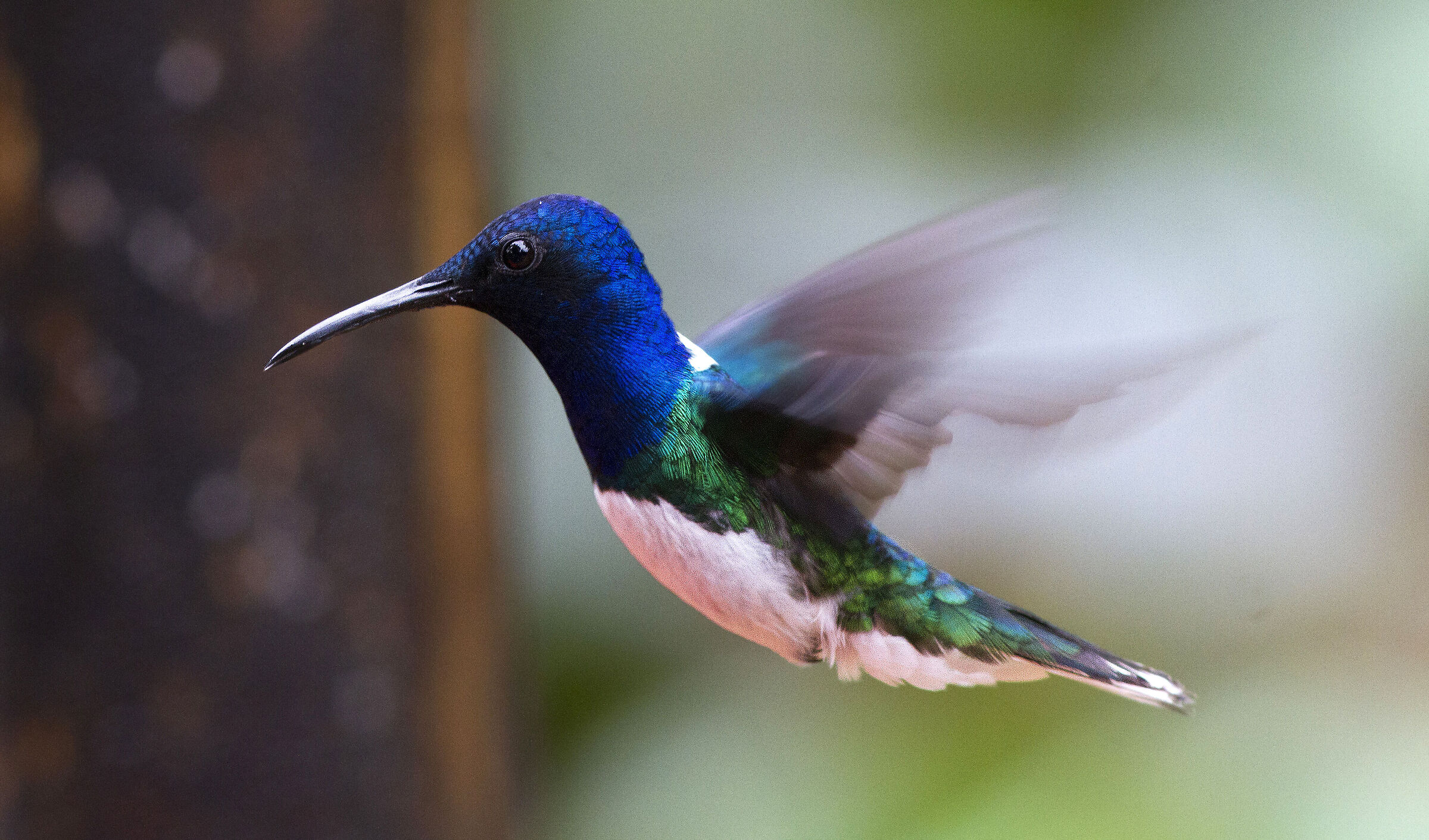 White-necked Jacobin (Florisuga mellivora)