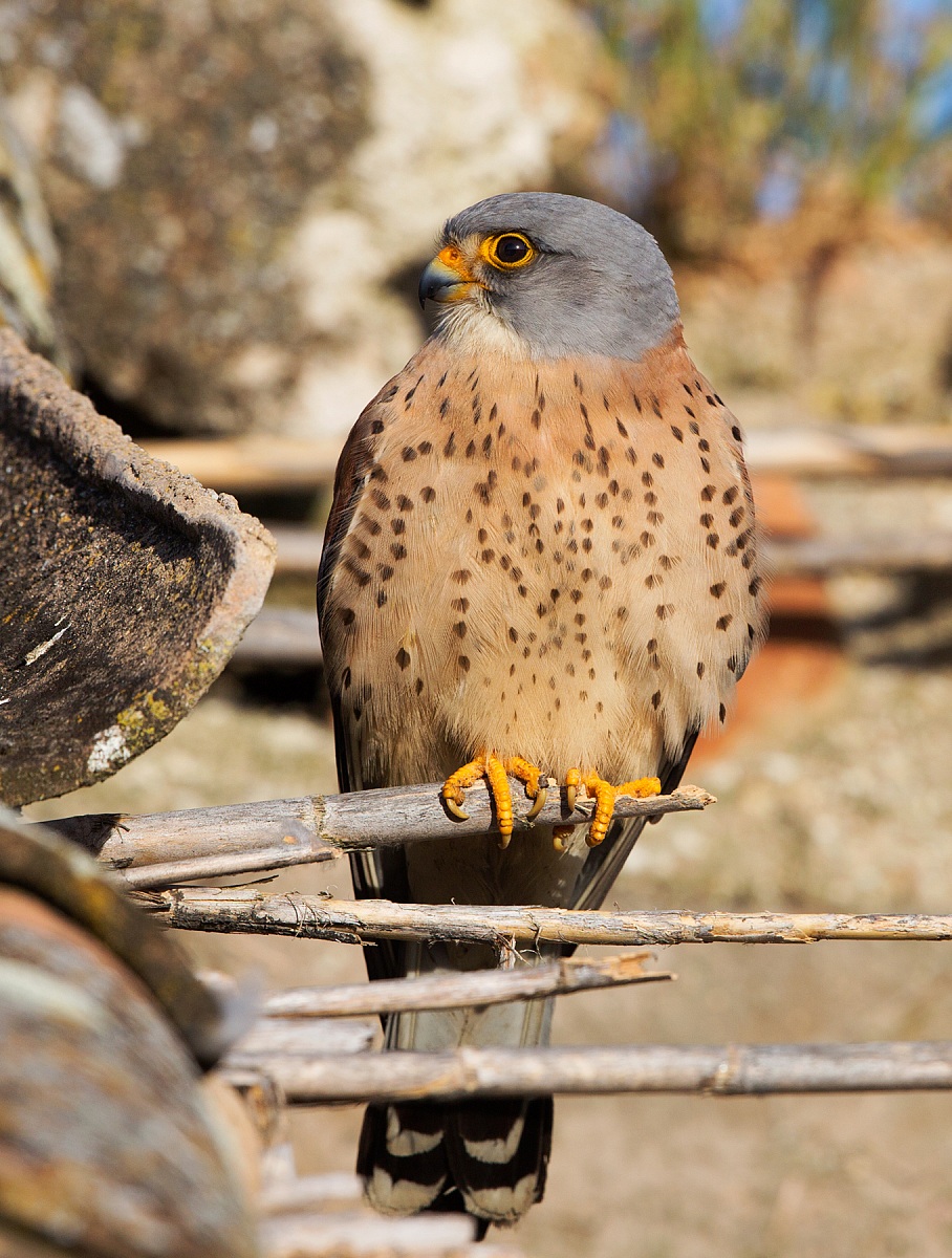 Lesser Kestrel male
