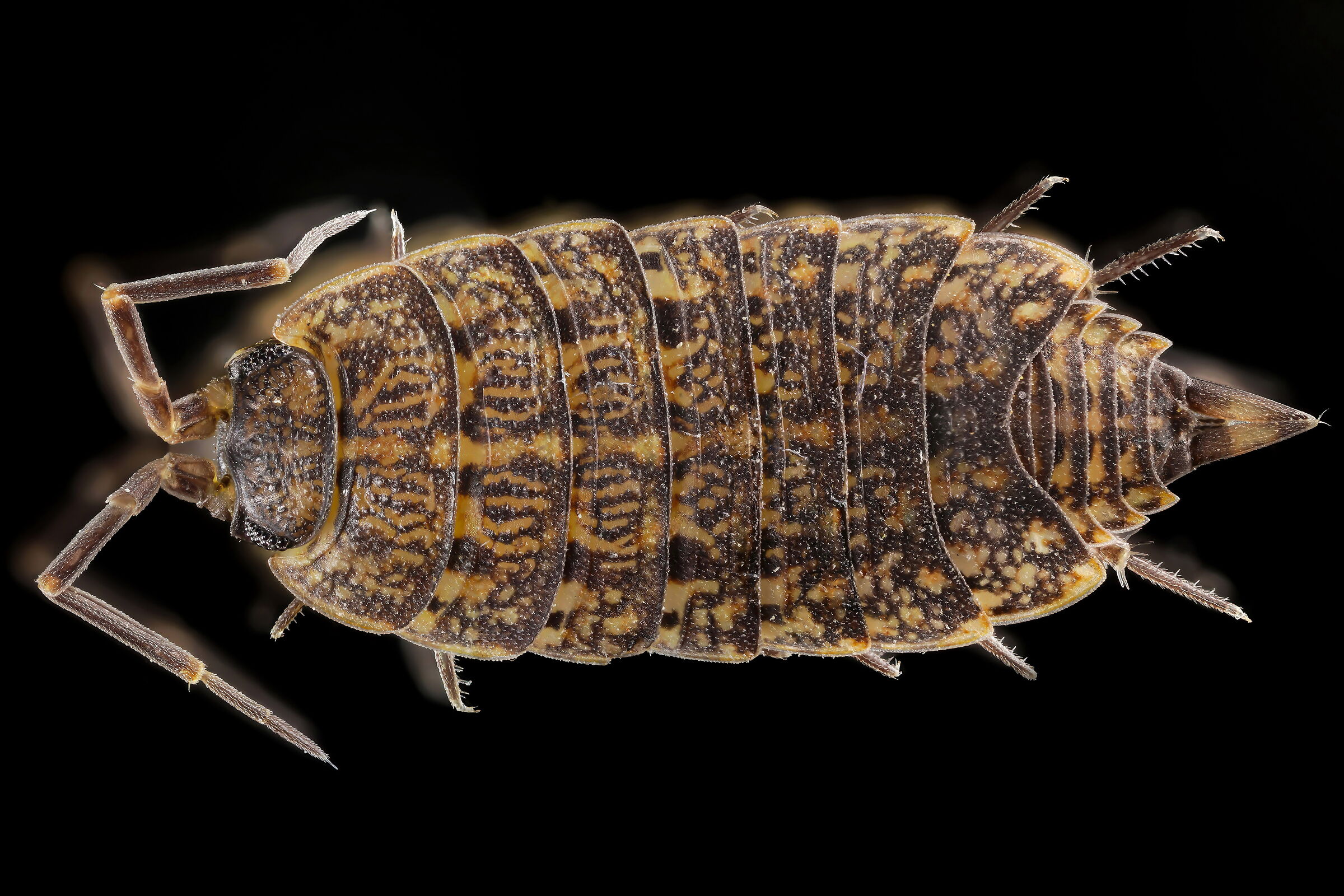 Isopod
