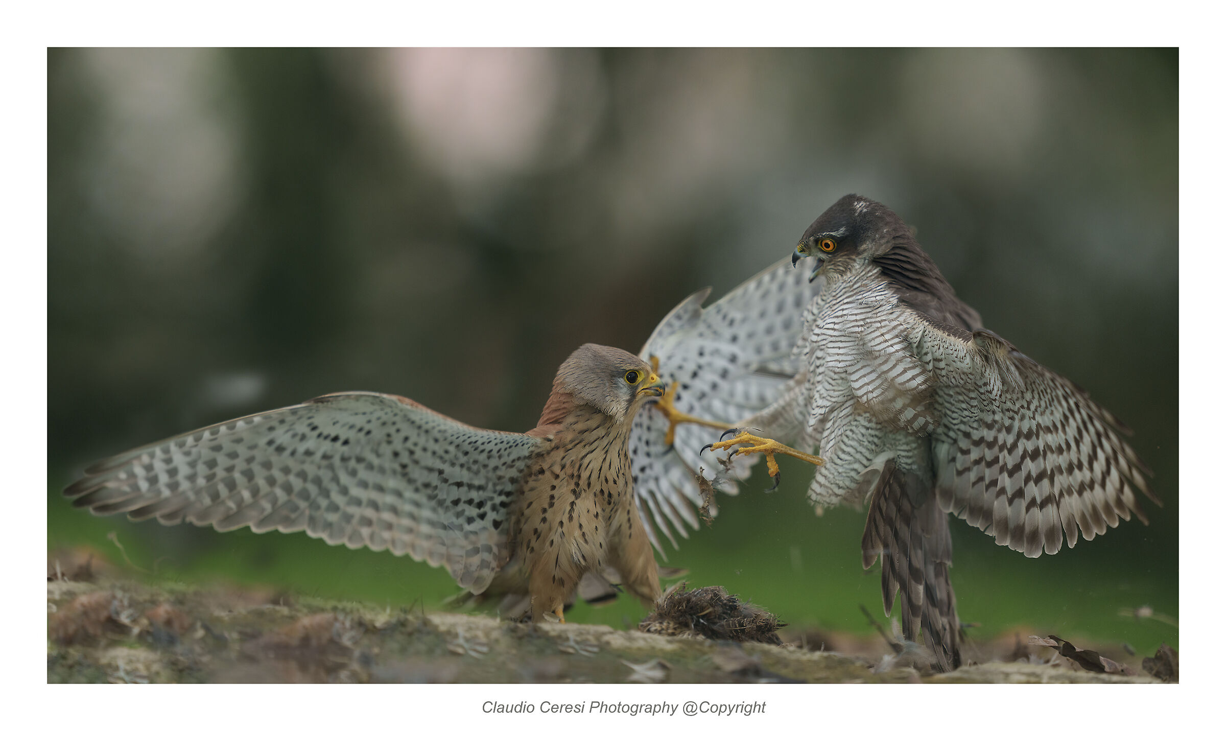sparviero e gheppio al capanno massumatico