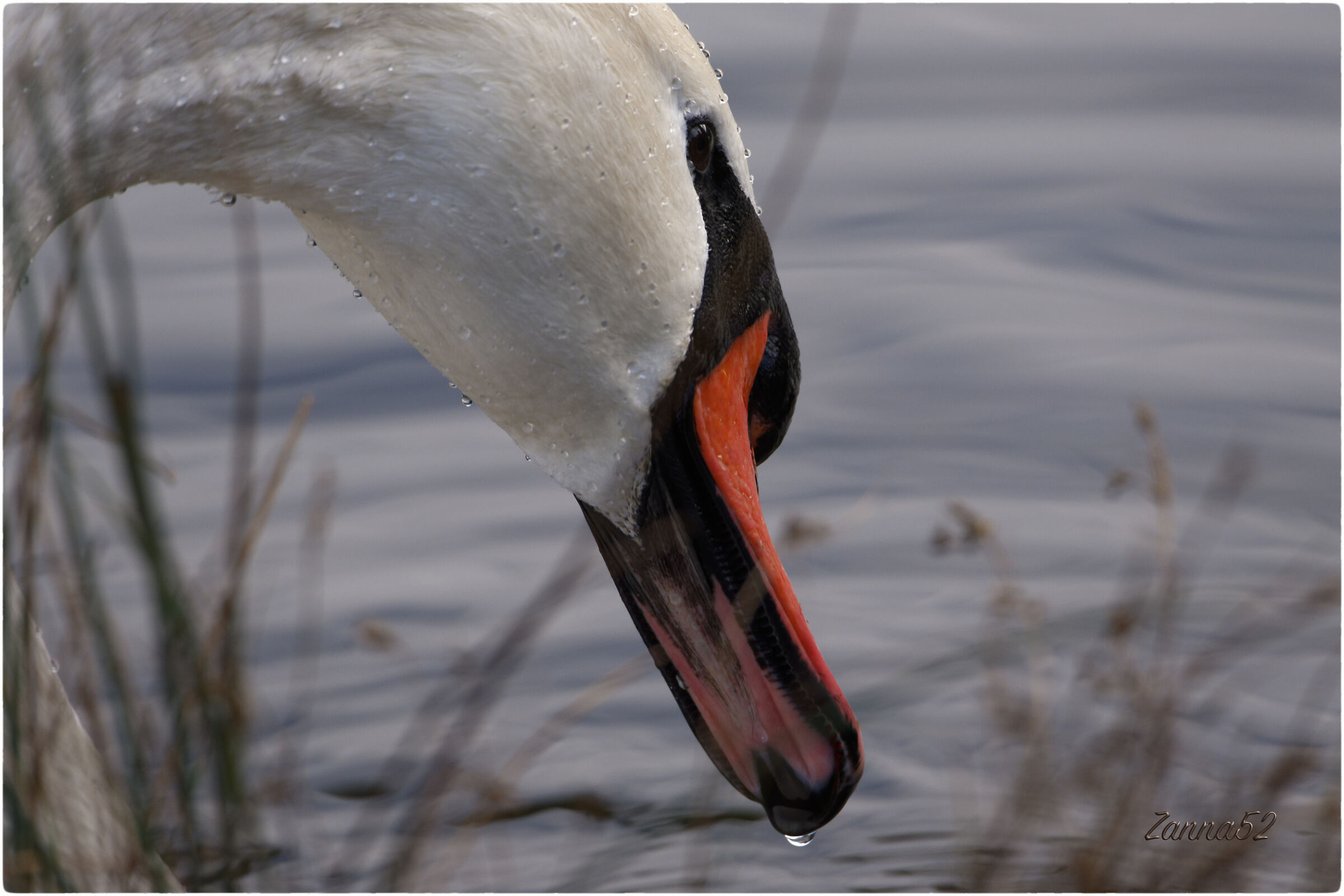 Cigno dell'Adda