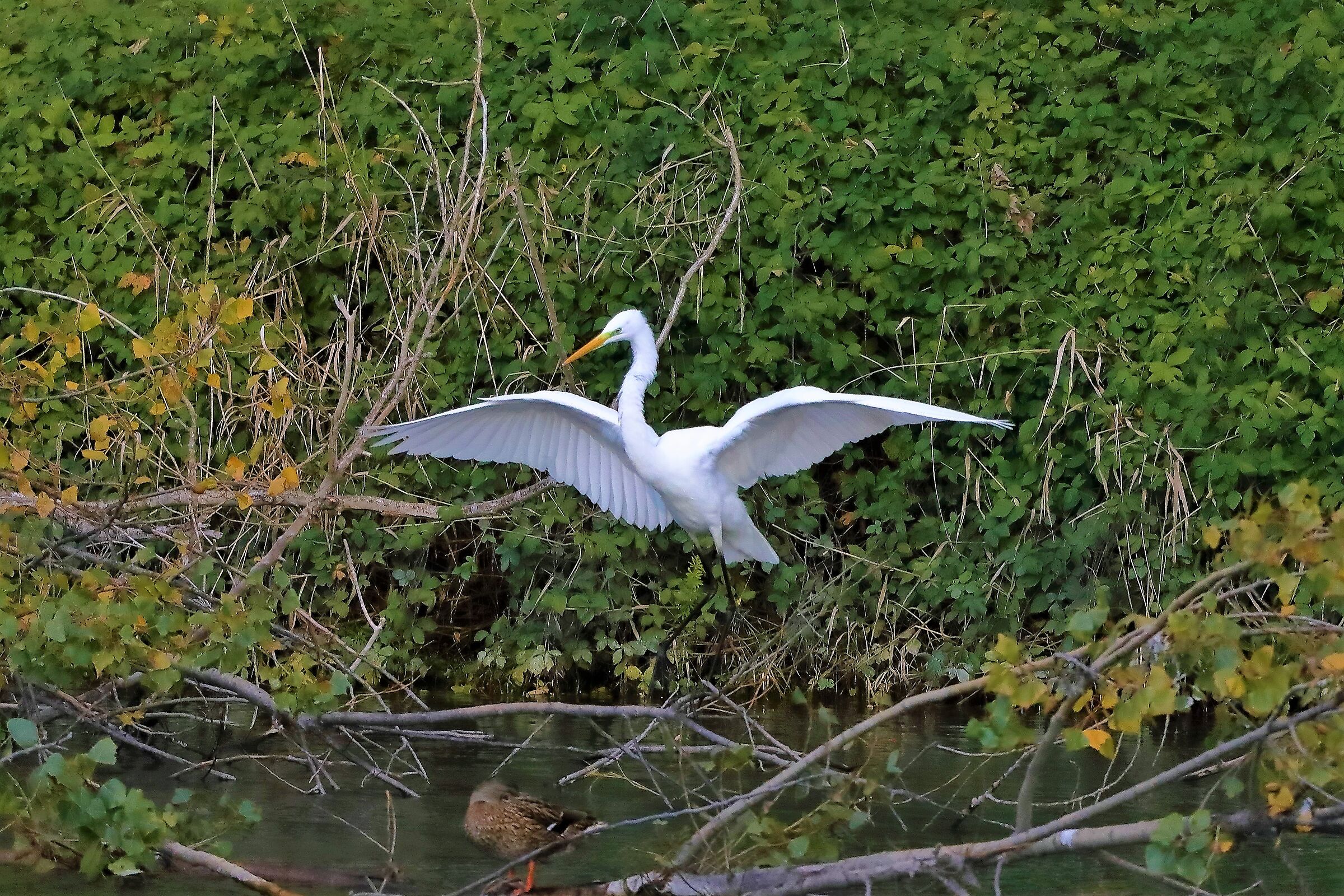 Airone BM 10-11-2022