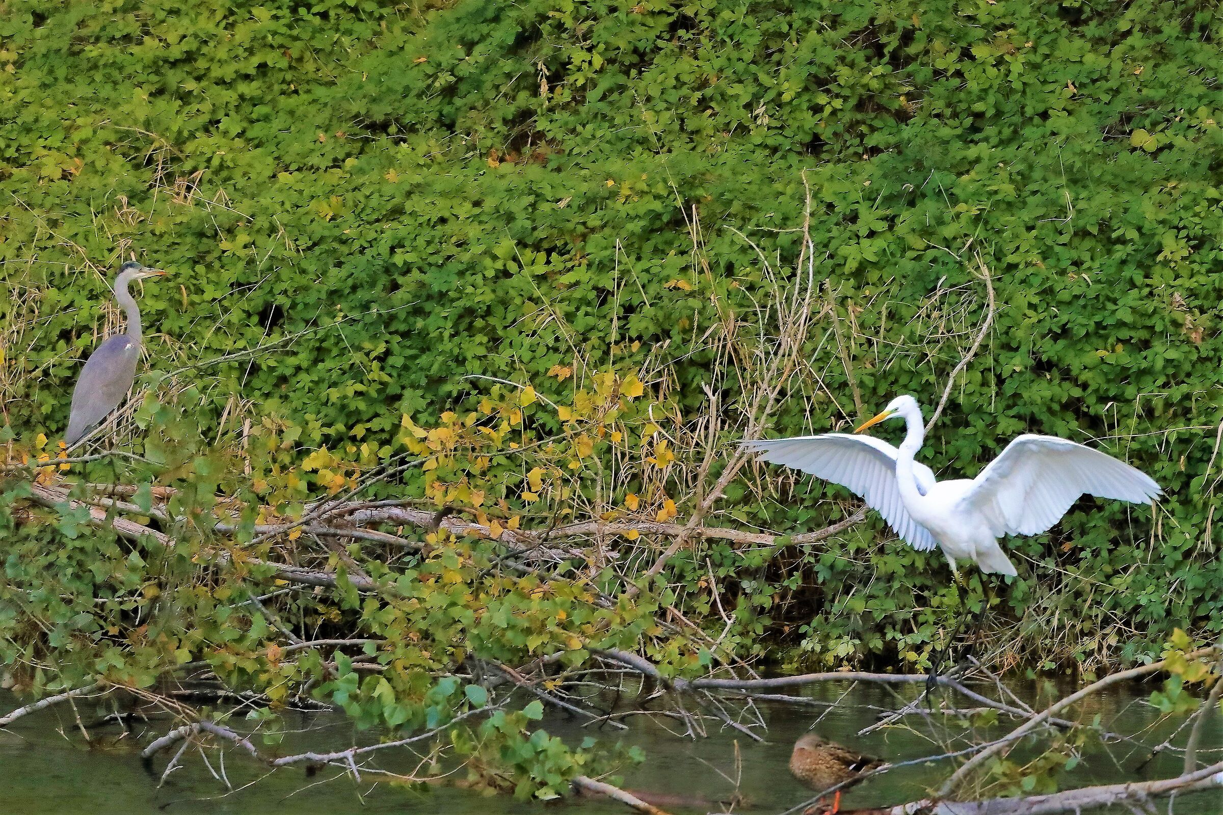 Airone BM 10-11-2022