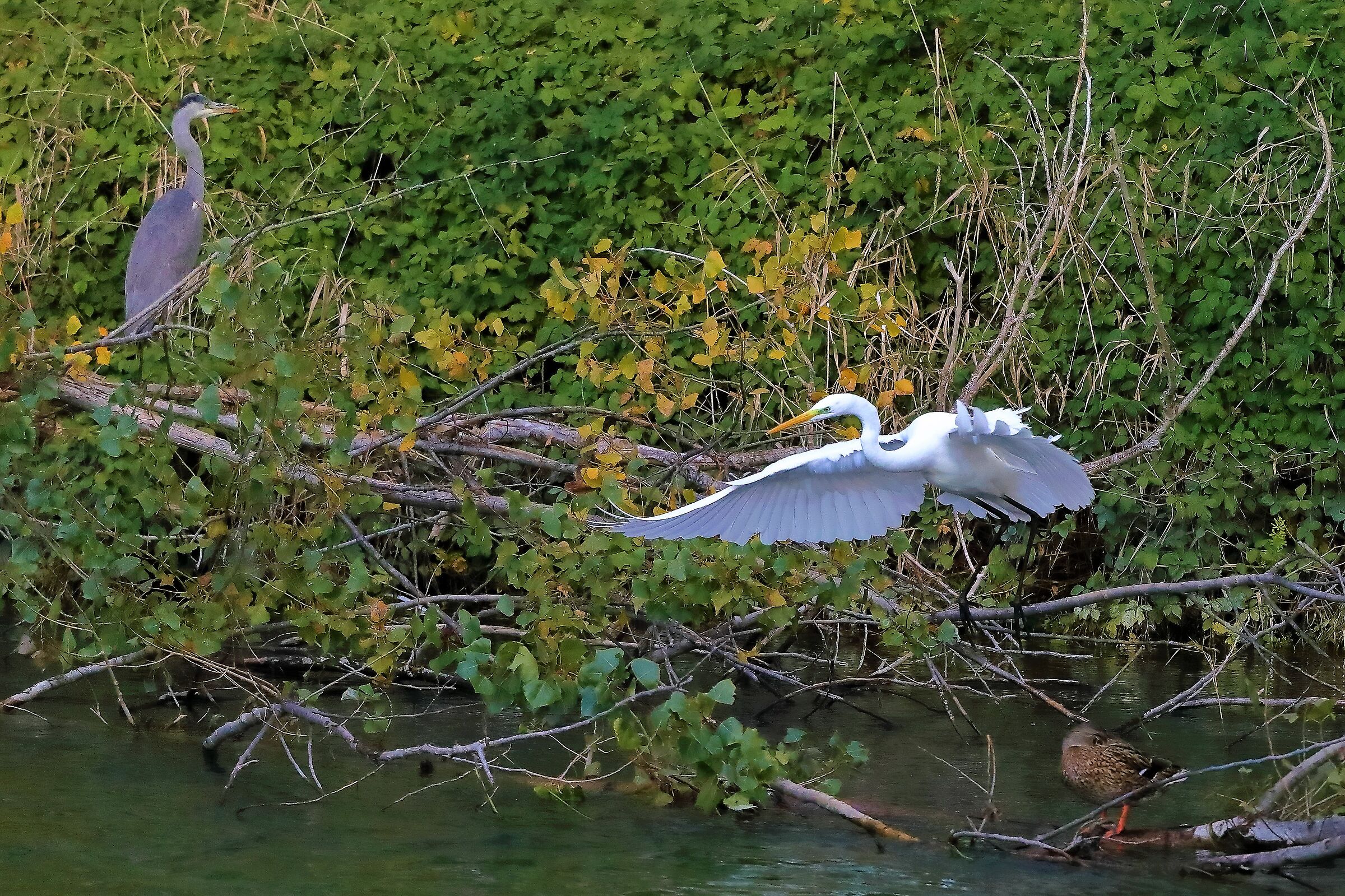 Airone BM 10-11-2022