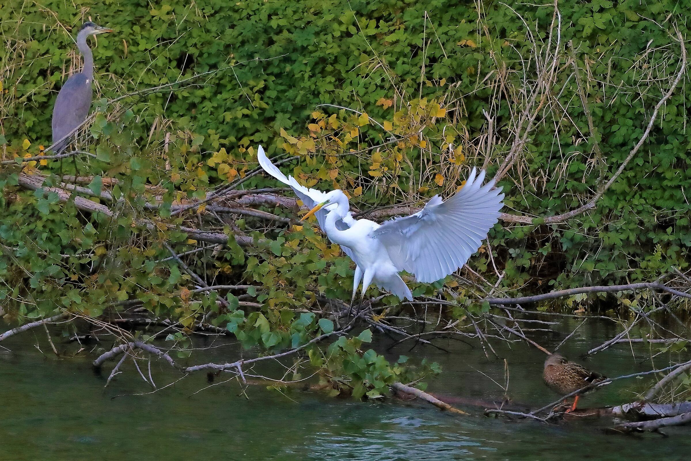 Airone BM 10-11-2022