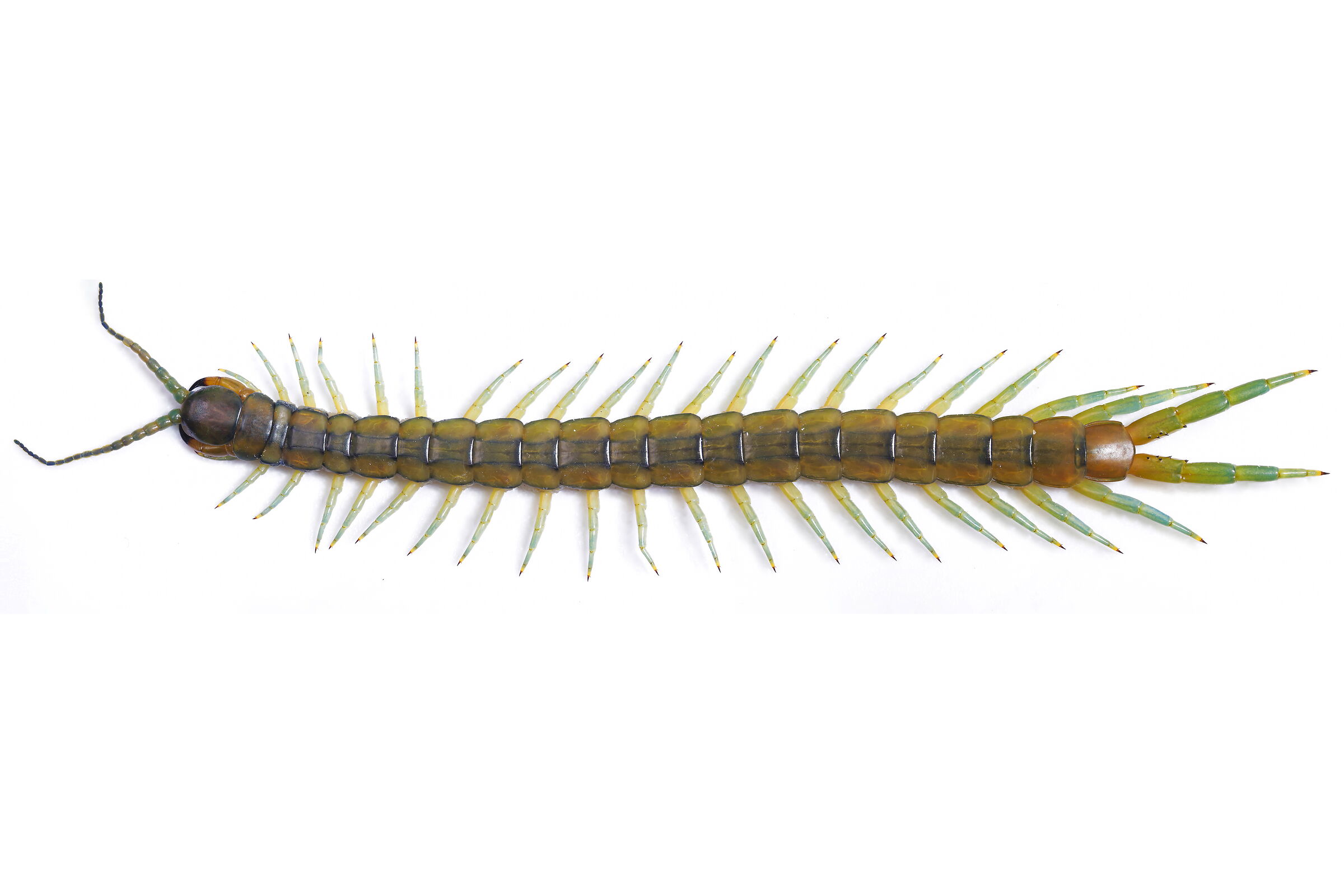 Scolopendra cingulata