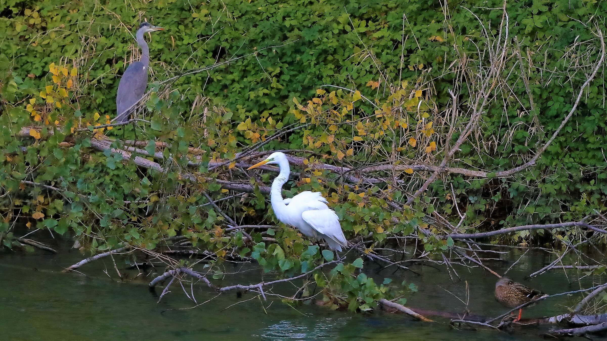 Airone BM 10-11-2022