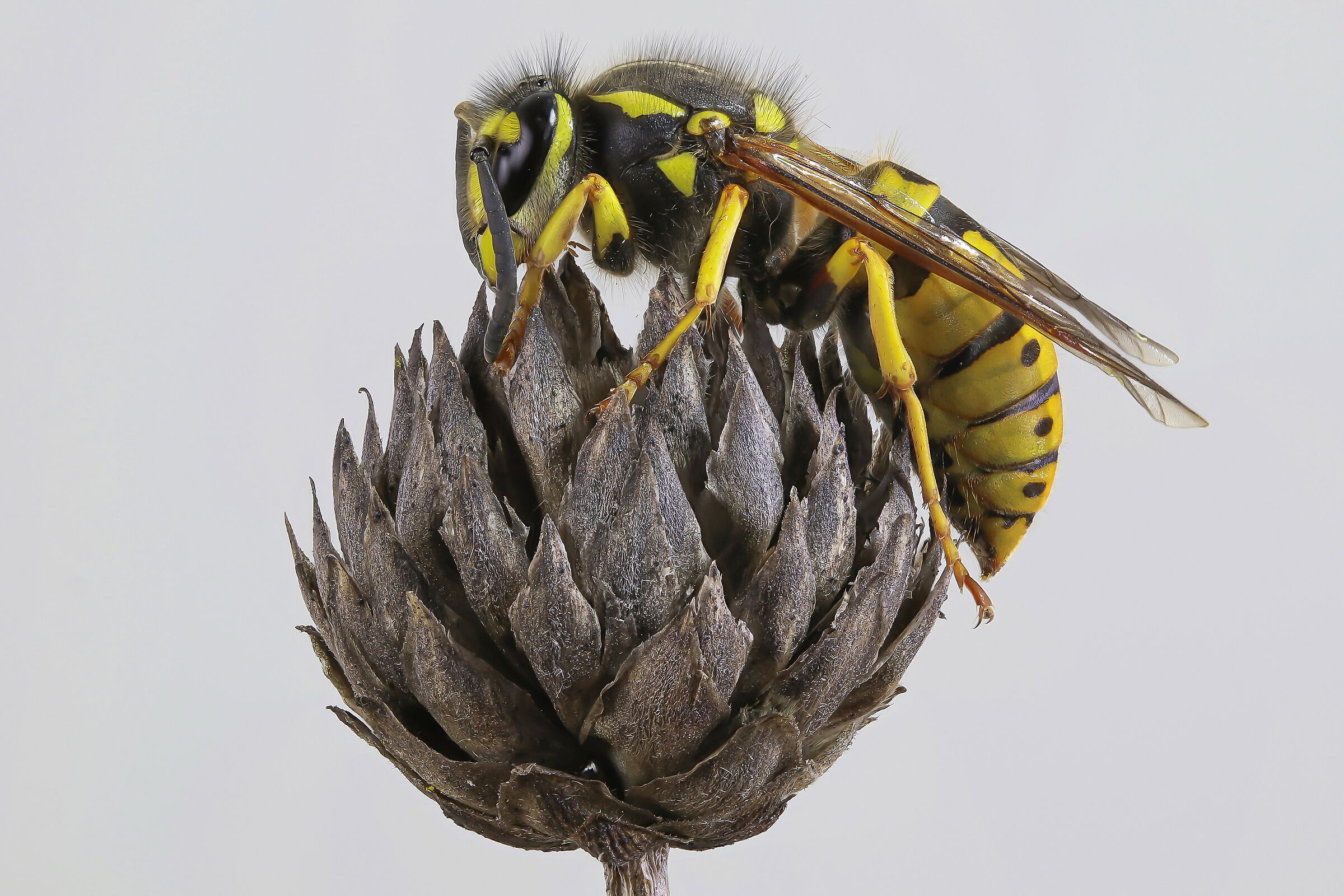 Vespula germanica