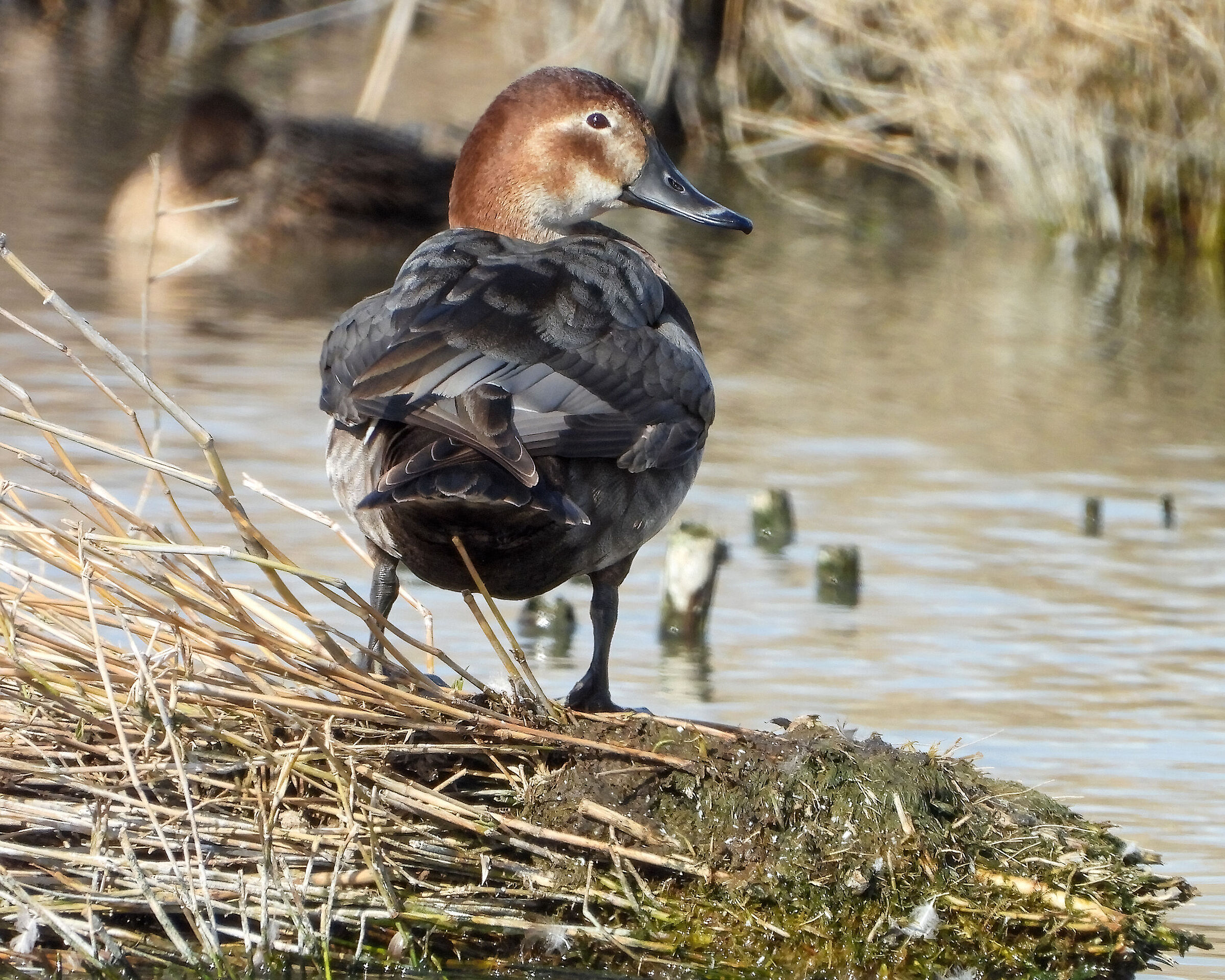Common pochard