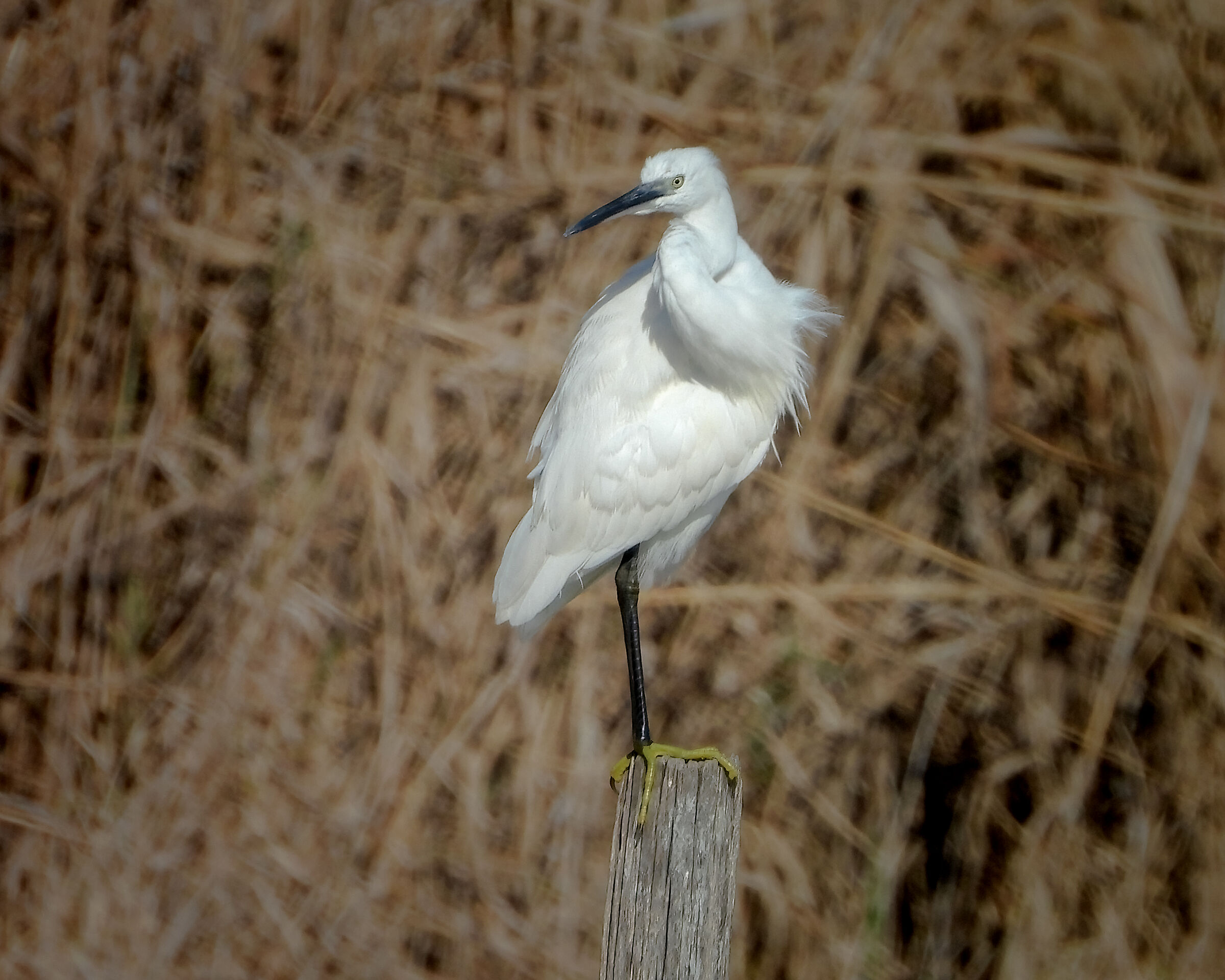 Egret
