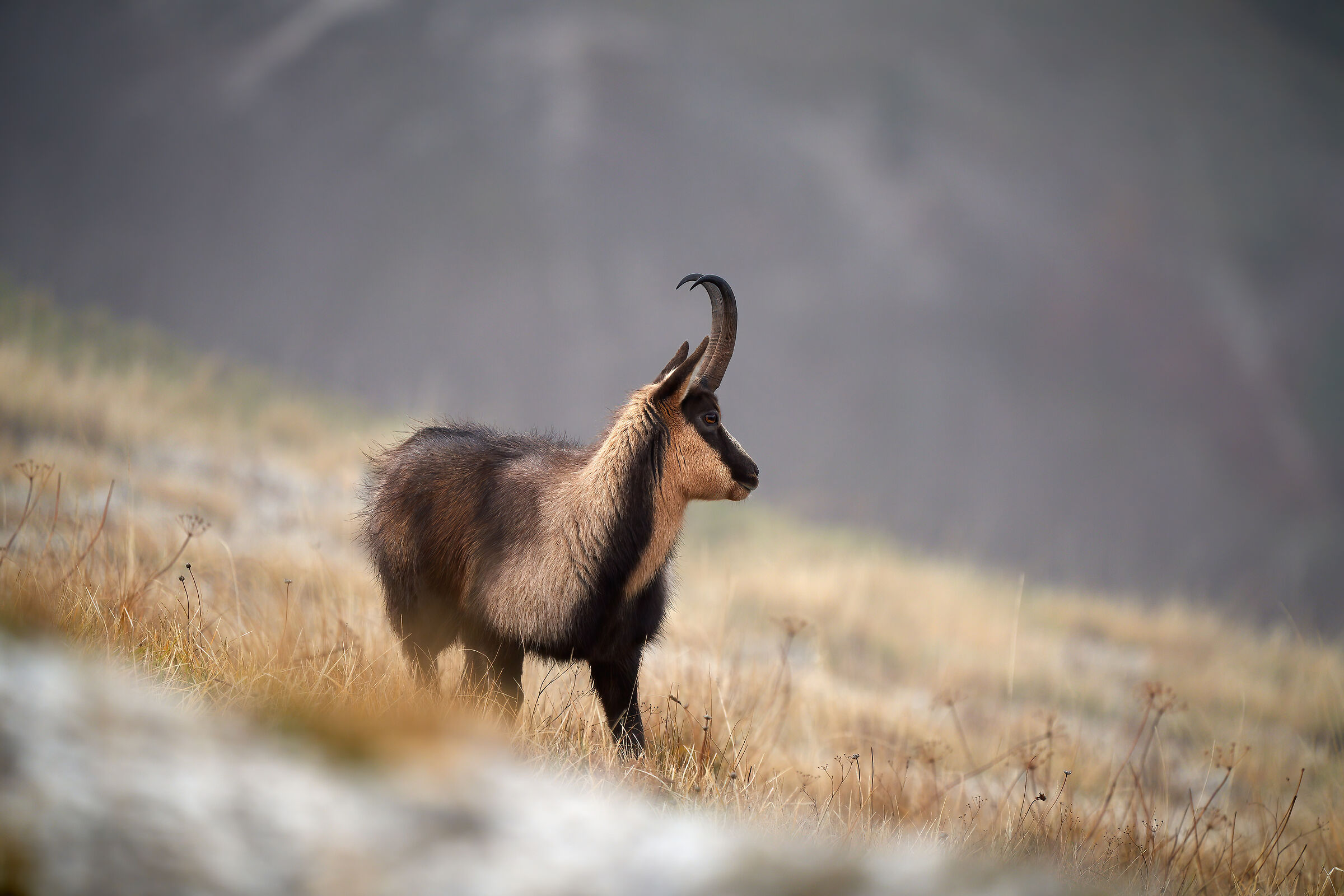 Apennine chamois