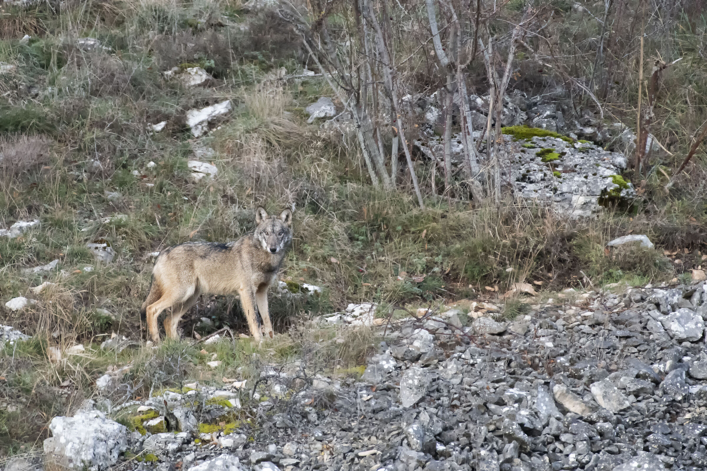 Canis lupus - Lupo