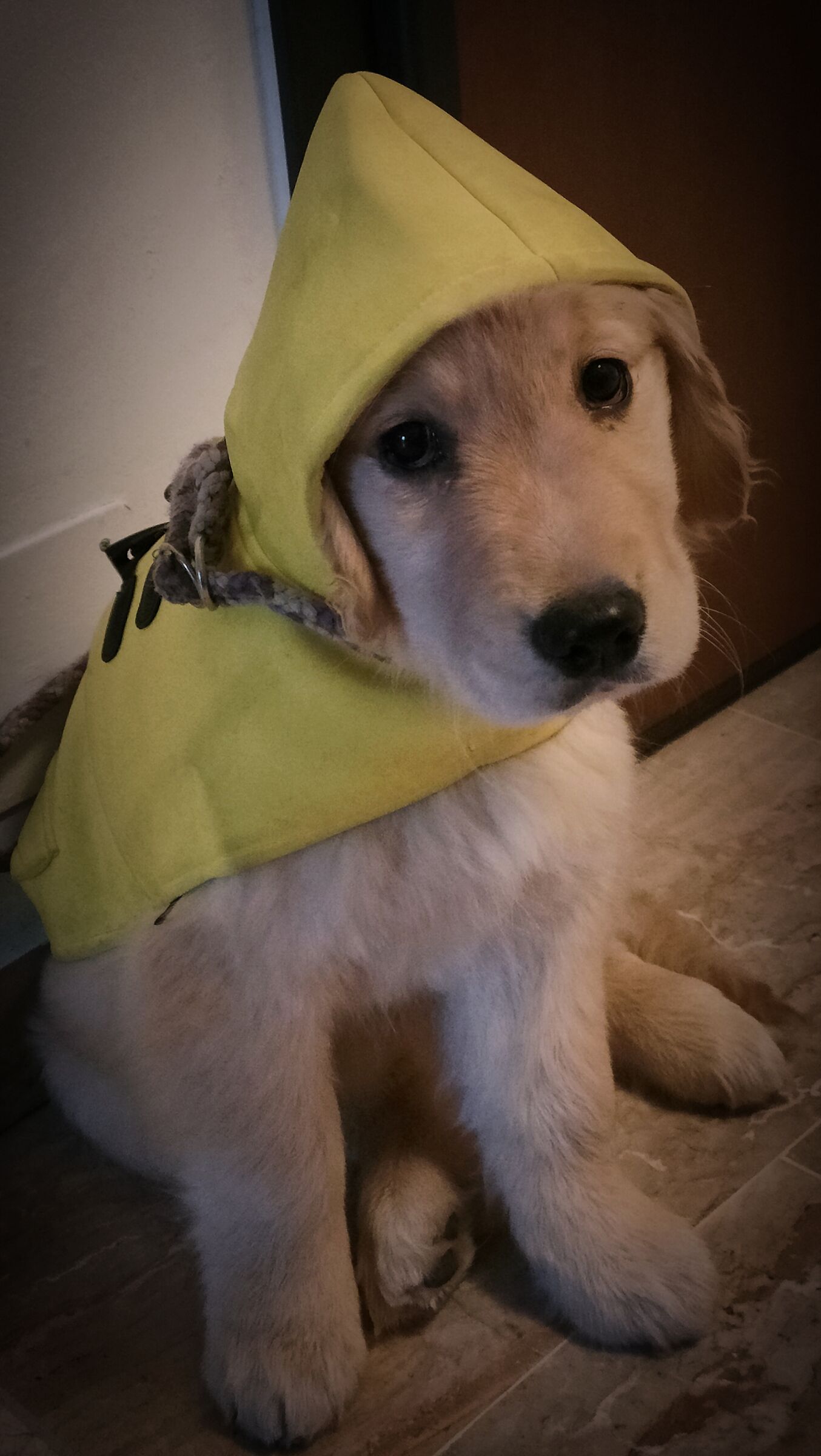 Little Yellow Riding Hood
