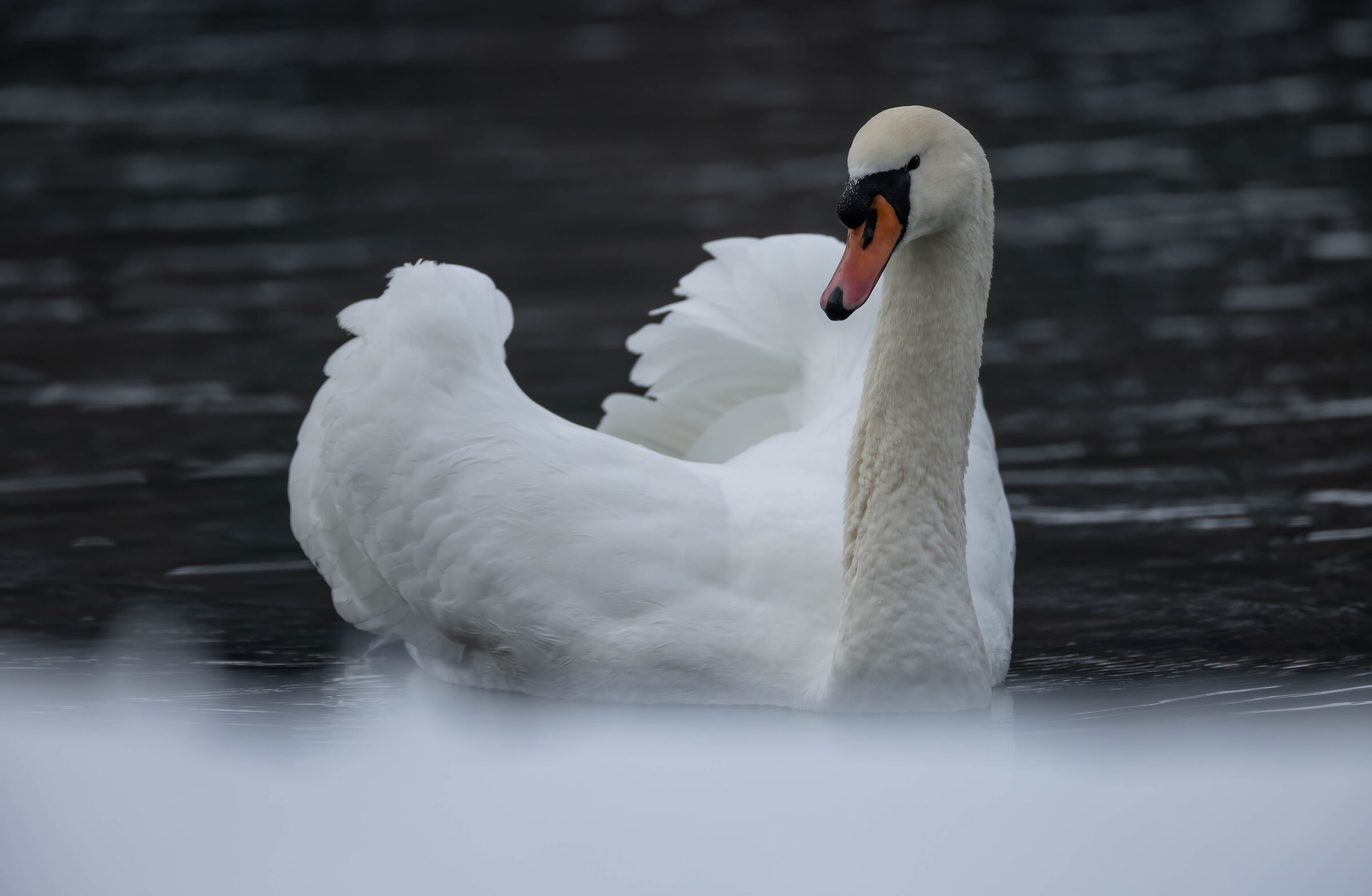 Swan