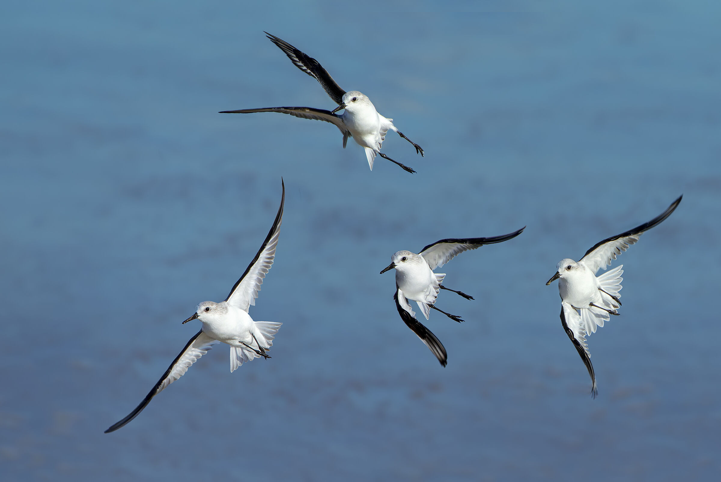 Piovanelli tridattili