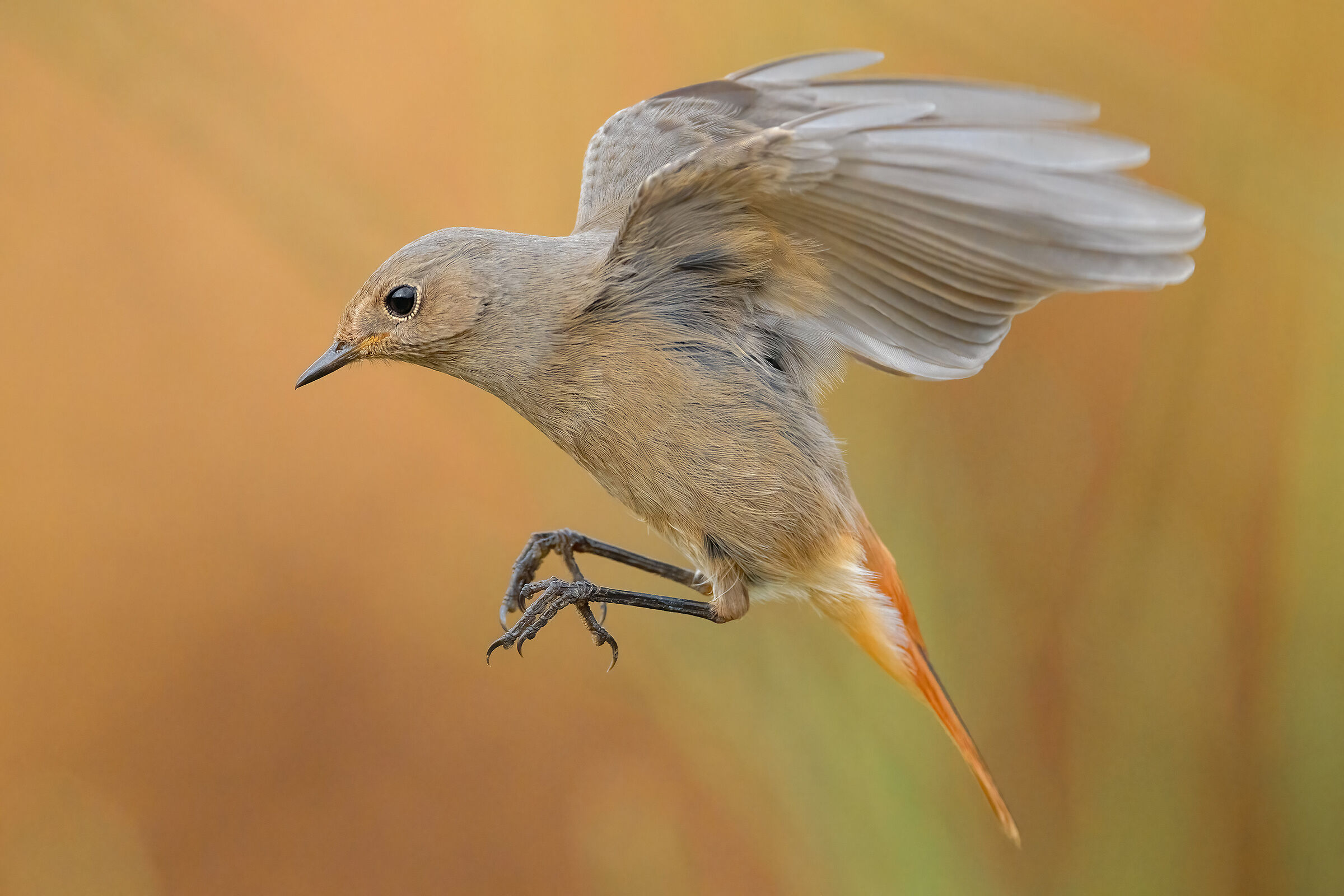 Spazzacamino tipo femmina