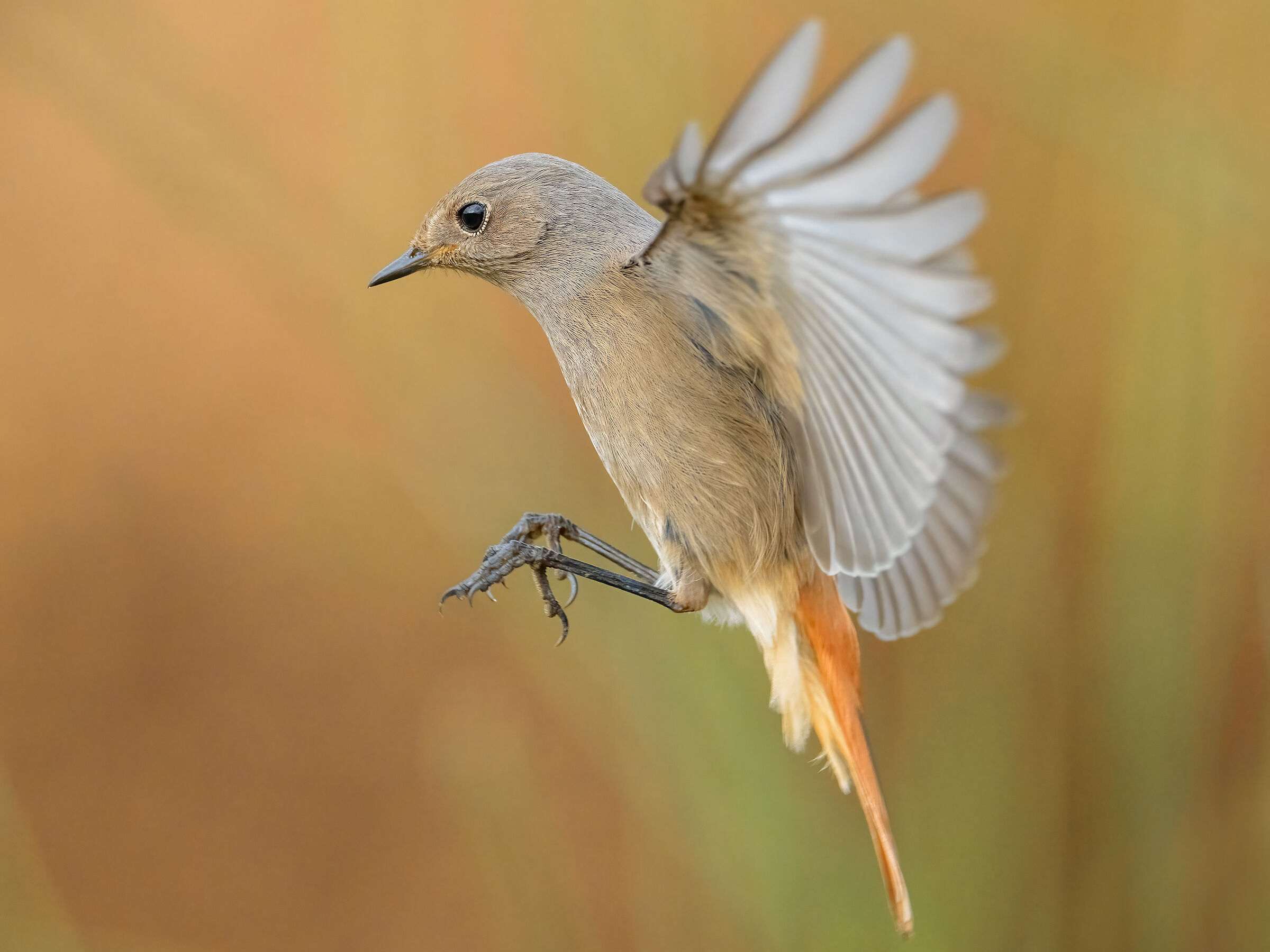 Redstart chimney sweep t. f.