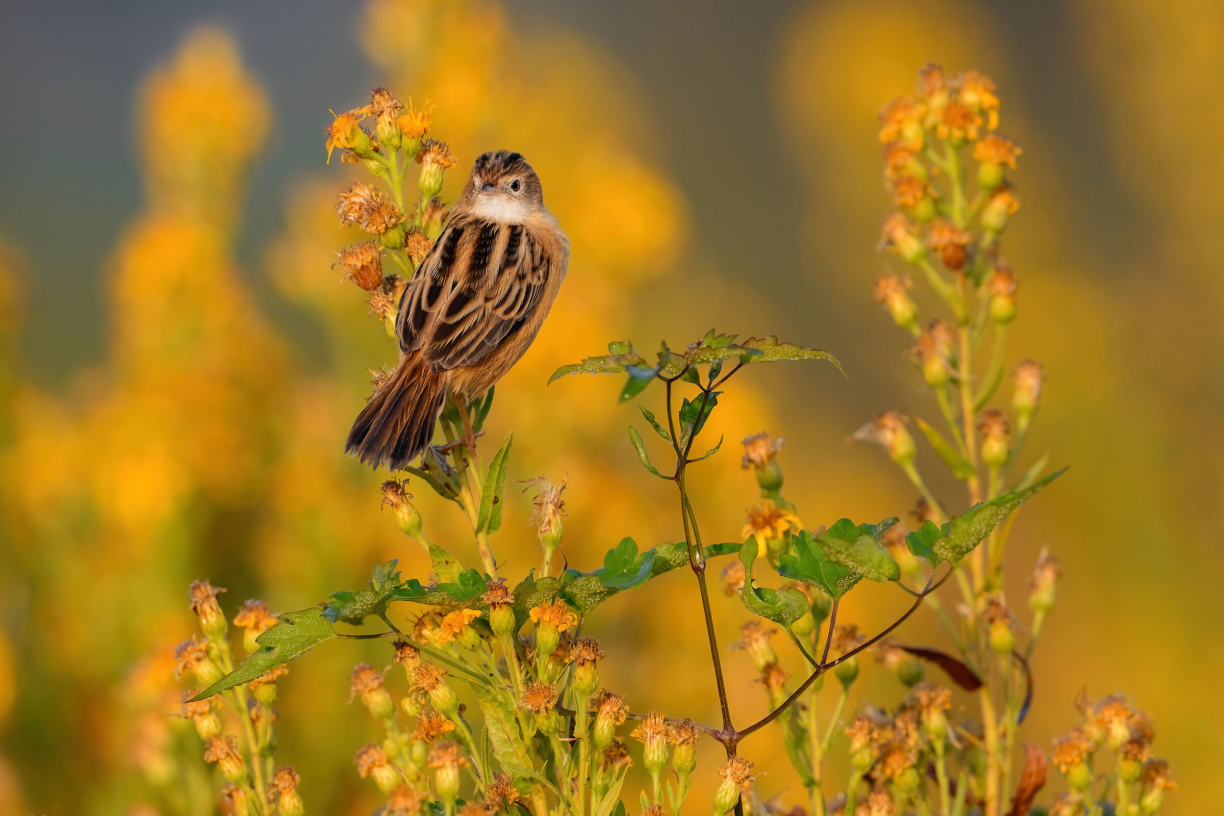 Beccamoschino autunnale