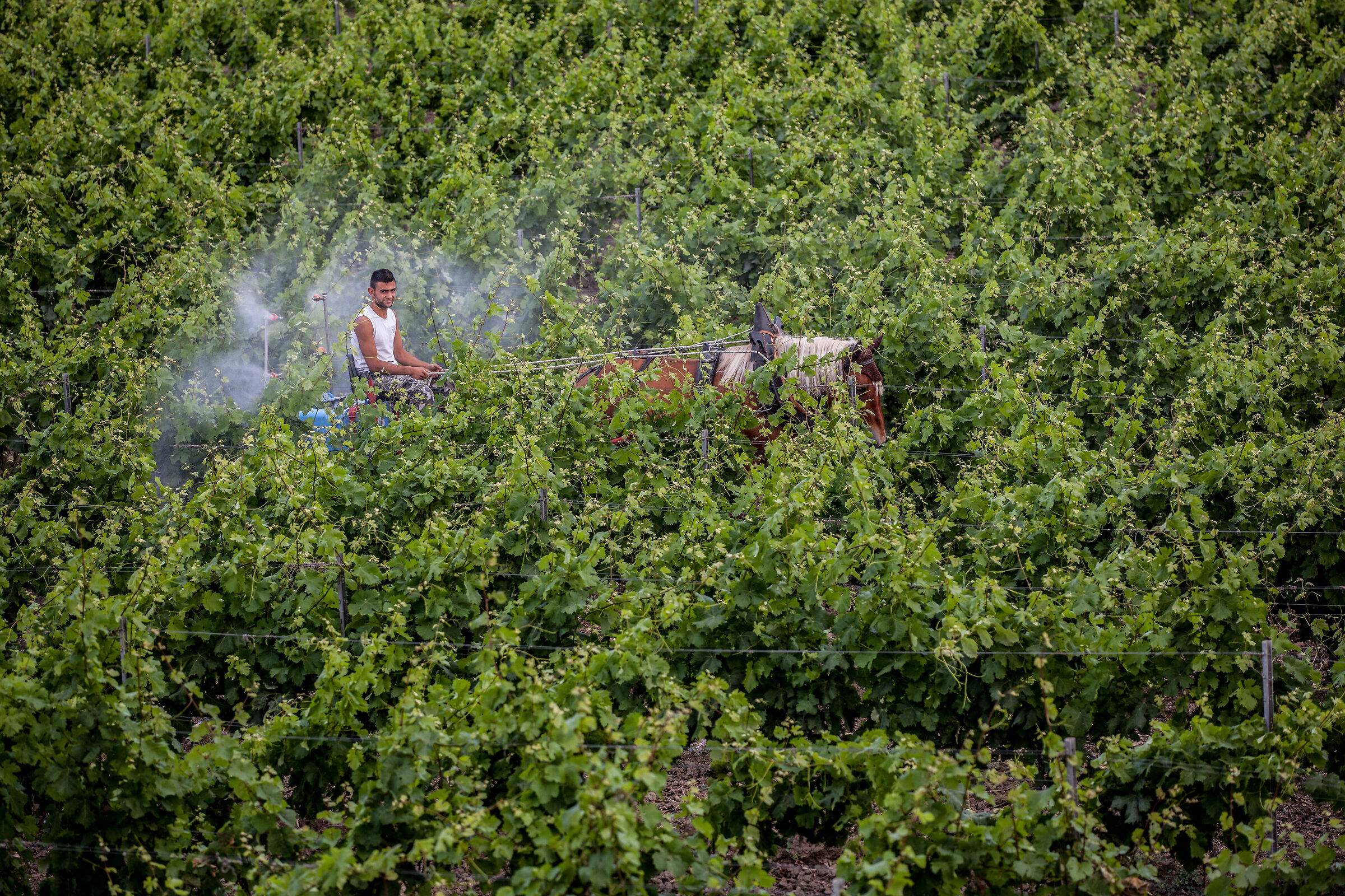 Workers in The Field